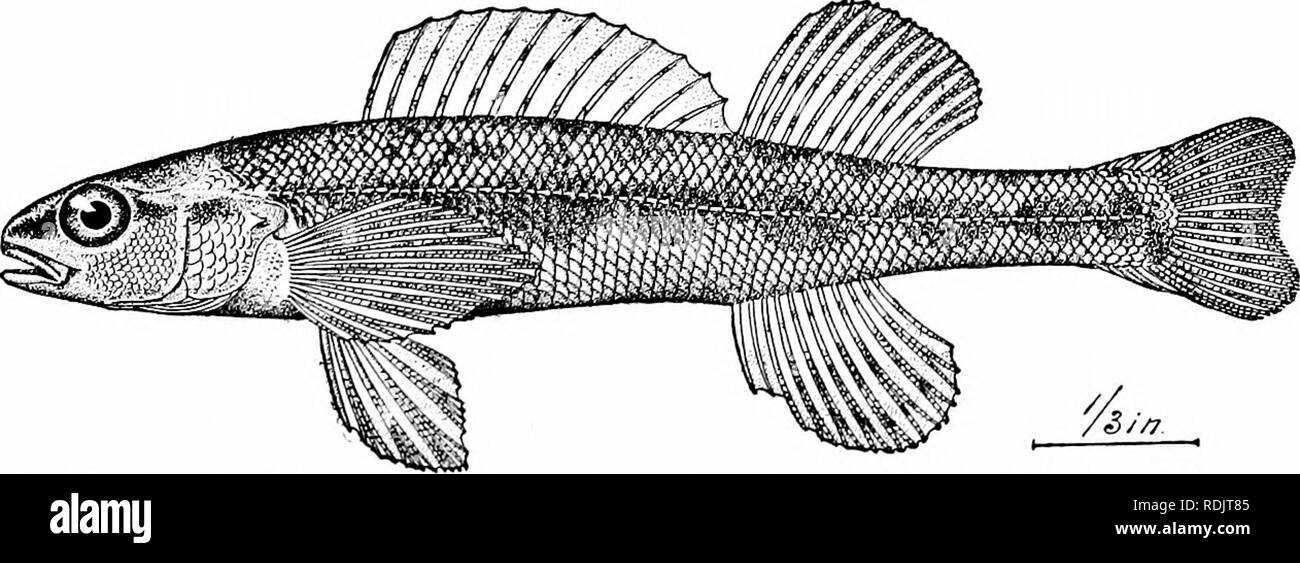 . A guide to the study of fishes. Fishes; Zoology; Fishes. Fig. 244.—Log-perch, Percina caprodes (Rafinesque). &quot;Licking Co., Ohio. large and small. In this widely distributed species, large enough to take the hook, the air-bladder is present although small. In the smaller species it vanishes by degrees, and in proportion as in their habits they cling to the bottom of the stream. The genus Hadropteriis includes many handsome species, most of them with a black lateral band widened at intervals.. Fig. 245.—^Black-sided Darter, Hadropterus aspro (Cope &amp; Jordan). Chickamauga River. The bla Stock Photo