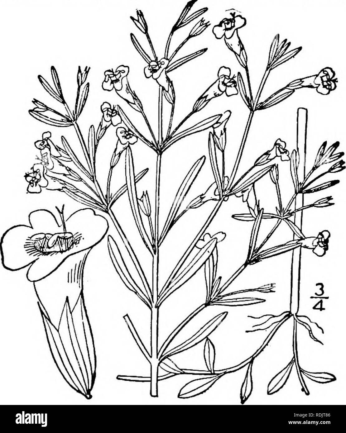 . An illustrated flora of the northern United States, Canada and the British possessions, from Newfoundland to the parallel of the southern boundary of Virginia, and from the Atlantic Ocean westward to the 102d meridian. Botany; Botany. 4. Clinopodium glabrum (Nutt.) Kuntze. Low Calamint or Bed's-foot. Fig. 3655. Hedeoma glabra Nutt. Gen. 1: 16. 1818. Cal. Nuttallii Benth. in DC. Prodr. 12: 230. 1848. Calamintha glabella var. Nuttallii A. Gray, Man. Ed. 2, 307. 1856. Clin, glabrum Kuntze, Rev. Gen. PI. 515. 1891. Perennial, glabrous, stoloniferous; stem very slender, at length much branched, e Stock Photo