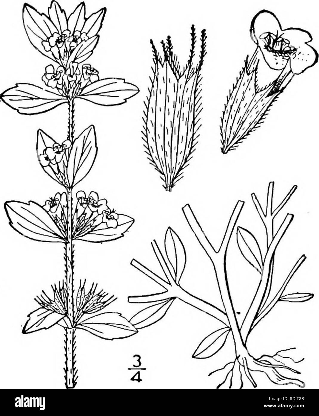. An illustrated flora of the northern United States, Canada and the British possessions, from Newfoundland to the parallel of the southern boundary of Virginia, and from the Atlantic Ocean westward to the 102d meridian. Botany; Botany. Genus 29. MINT FAMILY. 139 Clinopodium Calamintha (L.) Kuntze, the cala- mint of the Old World, with larger leaves and flow- ers, admitted into our first edition, is not known in the wild state within our area. 3. Clinopodium Acinos (L.) Kuntze. Basil-thyme. Basil Balm. Fig. 3654. Thymus Acinos L. Sp. PI. 591. 1753. Melissa Acinos Benin. Lab. Gen. &amp; Sp. 389 Stock Photo