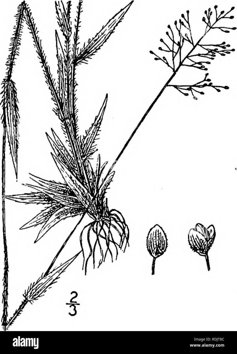 . An illustrated flora of the northern United States, Canada and the British possessions, from Newfoundland to the parallel of the southern boundary of Virginia, and from the Atlantic Ocean westward to the 102d meridian. Botany; Botany. 52. Panicum meridionale Ashe. Matting Panic-grass. Fig. 362. Panicum meridionale Ashe, Journ. E. Mitch. Sci. Soc. Soc. 15: 59- 1898. Panicum filiculme Ashe, Journ. E. Mitch. Sci. Soc. 15: 59. 1898. Not Hack. 1895. Panicum subvillosum Ashe, loc. cit. 16: 86. 1900. tPanicum albemarlense Ashe, loc. cit. 84. 1900. Panicum oricola Hitchc. &amp; Chase, Rhodora, 8: 20 Stock Photo