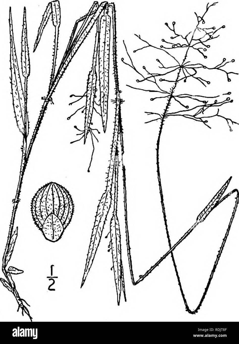 . An illustrated flora of the northern United States, Canada and the British possessions, from Newfoundland to the parallel of the southern boundary of Virginia, and from the Atlantic Ocean westward to the 102d meridian. Botany; Botany. 50. Panicum praecocius Hitchc. &amp; Chase. Early-branching Panic-grass. Fig. 360. P. praecocius Hitch. &amp; Chase, Rhodora, 8: 206. 1906. Culms 6'-i8' tall, slender, branching almost at once, the secondary panicles appearing before the primary ones are mature, strongly pubescent with long weak spreading hairs over ii&quot; long; sheaths similarly pubescent; l Stock Photo
