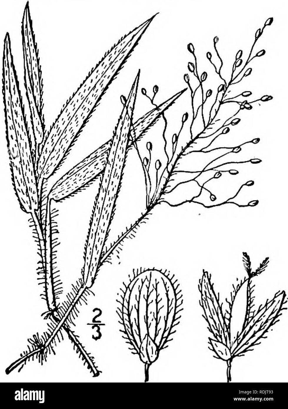 . An illustrated flora of the northern United States, Canada and the British possessions, from Newfoundland to the parallel of the southern boundary of Virginia, and from the Atlantic Ocean westward to the 102d meridian. Botany; Botany. 48. Panicum scoparioides Ashe. Stiff Hairy Panic-grass. Fig. 358. Panicum scoparioides Ashe, Journ. E. Mitch. Sci. Soc. 15: 53- 1898. Culms l°-2l° tall, rather slender, pubescent with ascending hairs, finally branched; sheaths strongly papillose-hispid with ascending hairs; ligule i&quot;-ii&quot; long; blades 2'-^' long, 2i&quot;-4&quot; wide, lanceolate, asce Stock Photo