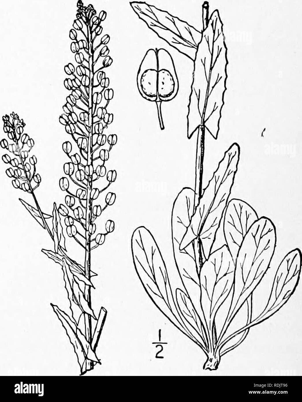 . An illustrated flora of the northern United States, Canada and the British possessions, from Newfoundland to the parallel of the southern boundary of Virginia, and from the Atlantic Ocean westward to the 102d meridian. Botany; Botany. I. Neobeckia aquatica (Eaton) Britton. Lake Water-cress. River-cress. Fig. 2036. Cochlearia aquatica Eaton, Man. Ed. s, i8i. 1829. Nasturtium natans var americanum A. Gray, Ann. Lye. N. ¥.3:223. 1836. Nasturtium lacustre A. Gray, Gen. III. i : 132. 1848. Roripa americana Britton, Mem. Torr. Club 5: 169. 1894. Neobeckia aquatica Greene, Pittonia 3 ; 95. 1896. Ra Stock Photo