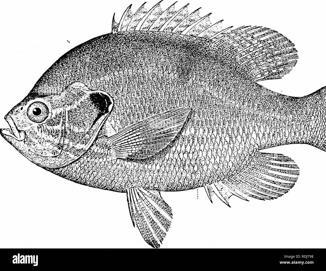 . A guide to the study of fishes. Fishes; Zoology; Fishes. Percoidea^ or Perch-like Fishes 301 aquarium fish is the black-banded sunfish, Mesogonistius chcsto- don, of the Delaware, as also the nine-spined sunfish, Enneacan- thus gloriosus, of the coast streams southward. Apomotis cyanel- lus, the blue-green sunfish or little redeye, is very widely dis- tributed from Ohio westward, living in every brook. The dis- section of this species is given on page 26, Vol. I. To Lepomis belong numerous species having the opercle prolonged in a long flap which is always black in color, often with a border Stock Photo
