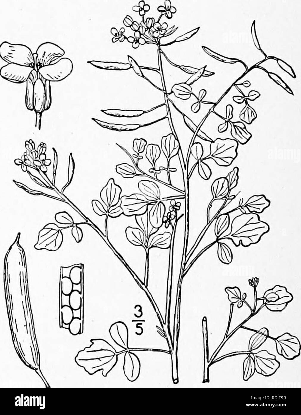 . An illustrated flora of the northern United States, Canada and the British possessions, from Newfoundland to the parallel of the southern boundary of Virginia, and from the Atlantic Ocean westward to the 102d meridian. Botany; Botany. Radicula curvisiliqua (Hook.) Greene, admitted into our first edition as reported from Ne- braska is here omitted ; it is not definitely known to range east of Wyoming. 7. Radicula sessiliflora (Nutt.) Greene. Sessile-flowered Cress. Fig. 2032. Nasturtium sessiliflorum Nutt.; T. &amp; G. Fl. N. A. i : 73. 1838. Roripa sessiliflora A. S. Hitchcock, Spring Fl. Ma Stock Photo