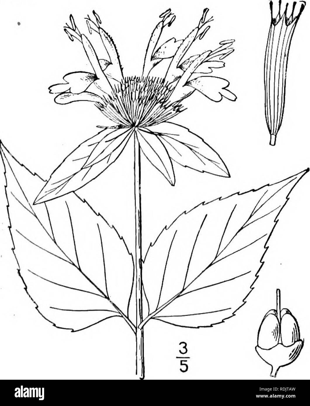 . An illustrated flora of the northern United States, Canada and the British possessions, from Newfoundland to the parallel of the southern boundary of Virginia, and from the Atlantic Ocean westward to the 102d meridian. Botany; Botany. 2. Monarda clinopodia L. Basal Balm. Fig- 3637- Monarda clinopodia L. Sp. PI. 22. 1753. Pycnanthemum Monardella Michx. Fl. Bor. Am. 2: 8. pi. 34. 1803. Perennial; stem slender, simple, or with few long ascending branches, glabrous or somewhat villous, i°-3° high. Leaves lanceolate, ovate or ovate-lan- ceolate, membranous, bright green, mostly slender- petioled, Stock Photo