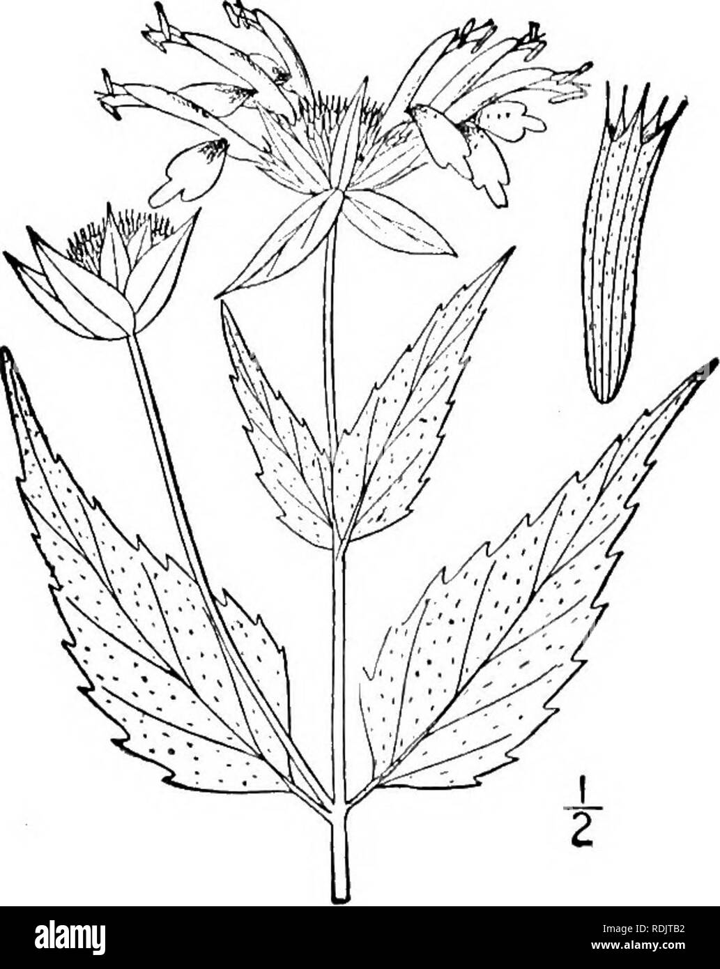 . An illustrated flora of the northern United States, Canada and the British possessions, from Newfoundland to the parallel of the southern boundary of Virginia, and from the Atlantic Ocean westward to the 102d meridian. Botany; Botany. 133 LABIATAE. Vol. III.. 2. Monarda clinopodia L. Basal Balm. Fig- 3637- Monarda clinopodia L. Sp. PI. 22. 1753. Pycnanthemum Monardella Michx. Fl. Bor. Am. 2: 8. pi. 34. 1803. Perennial; stem slender, simple, or with few long ascending branches, glabrous or somewhat villous, i°-3° high. Leaves lanceolate, ovate or ovate-lan- ceolate, membranous, bright green,  Stock Photo