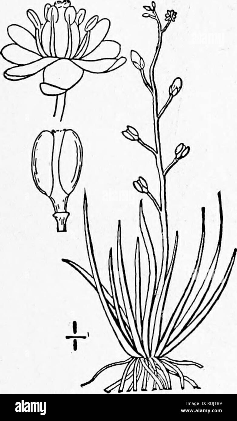 . An illustrated flora of the northern United States, Canada and the British possessions, from Newfoundland to the parallel of the southern boundary of Virginia, and from the Atlantic Ocean westward to the 102d meridian. Botany; Botany. Genus io. MUSTARD FAMILY. I. Neslia paniculata (L.) Desv. Ball Mus- tard. Fig. 2024. Myagrum paniculatnm L. Sp. PI. 641. 1753. Neslia paniculata Desv. Journ. Bot. 3 : 162. 1814. Slender, branched above, rather densely rough- hispid, i°-2° high. Leaves lanceolate, or the upper linear-lanceolate, acute or obtusish at the apex, sagittate-clasping at the base, i'-2 Stock Photo