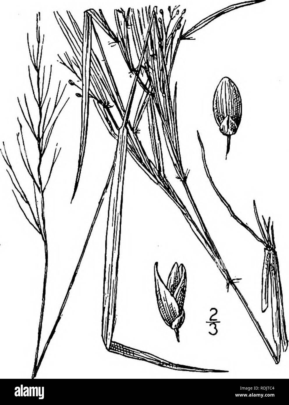 . An illustrated flora of the northern United States, Canada and the British possessions, from Newfoundland to the parallel of the southern boundary of Virginia, and from the Atlantic Ocean westward to the 102d meridian. Botany; Botany. Genus 17. GRASS FAMILY. 147 29. Panicum consanguineum Kunth. Kunth's Panic-grass. Fig. 339. Panicum villosum Ell. Bot. S. C. &amp; Ga. 1: 124. 1817. Not Lara. 1791. P. consanguineum Kunth, Rev. Gram. 1 : 36. 1829. Culms i°-2i° tall, finally much-branched, the nodes densely barbed with spreading hairs; sheaths shorter than the internodes, densely villous; blades Stock Photo