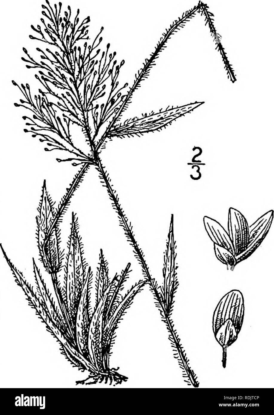 . An illustrated flora of the northern United States, Canada and the British possessions, from Newfoundland to the parallel of the southern boundary of Virginia, and from the Atlantic Ocean westward to the 102d meridian. Botany; Botany. 24. Panicum ciliatum Ell. Dwarf Panic- grass. Fig. 334. P. ciliatum Ell. Bot. S. C. &amp; Ga. 1: 126. 1817. Plant yellowish green. Culms tufted, 4'-7' tall, simple, glabrous; sheaths shorter than the internodes, ciliate on the margin, otherwise glabrous; blades up to 2V long, 2j&quot;-s&quot; wide, glabrous on both surfaces, conspicuously ciliate, somewhat crow Stock Photo