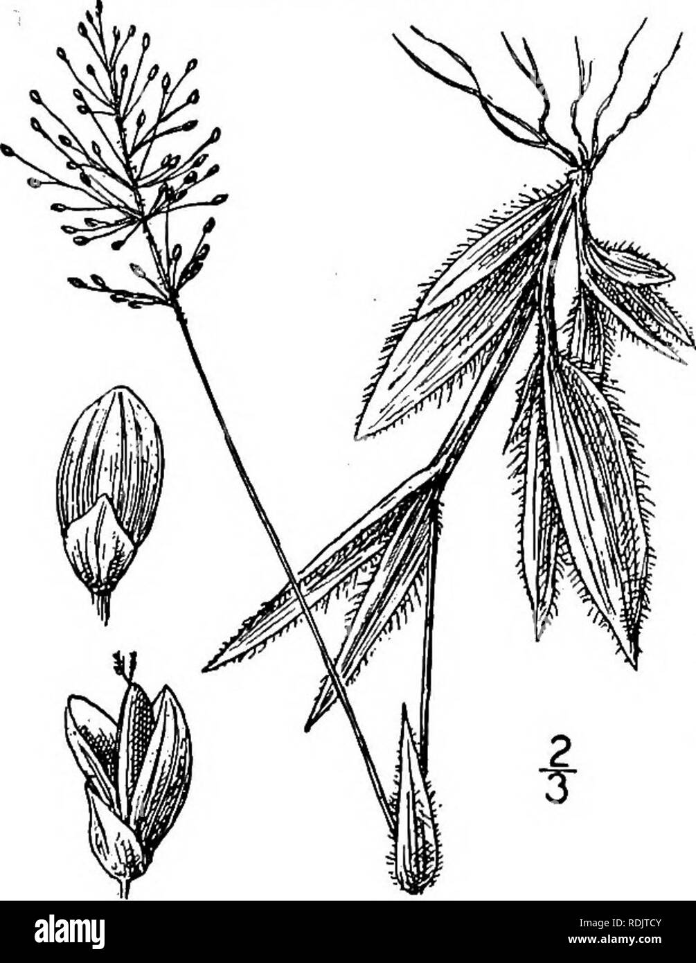 . An illustrated flora of the northern United States, Canada and the British possessions, from Newfoundland to the parallel of the southern boundary of Virginia, and from the Atlantic Ocean westward to the 102d meridian. Botany; Botany. 24. Panicum ciliatum Ell. Dwarf Panic- grass. Fig. 334. P. ciliatum Ell. Bot. S. C. &amp; Ga. 1: 126. 1817. Plant yellowish green. Culms tufted, 4'-7' tall, simple, glabrous; sheaths shorter than the internodes, ciliate on the margin, otherwise glabrous; blades up to 2V long, 2j&quot;-s&quot; wide, glabrous on both surfaces, conspicuously ciliate, somewhat crow Stock Photo