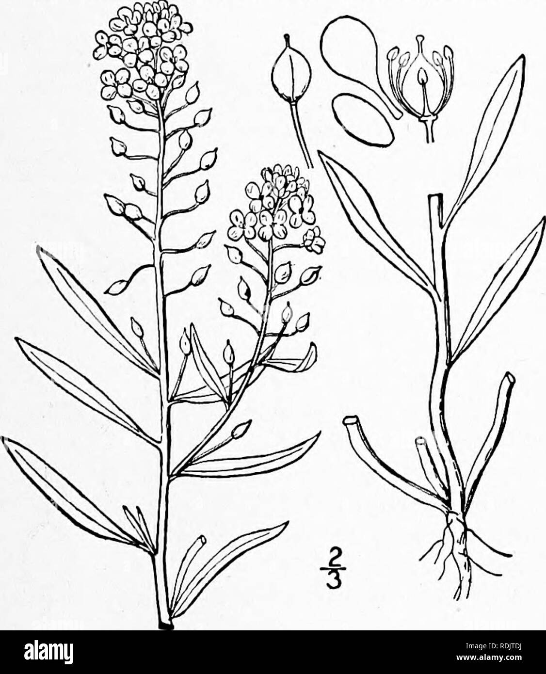 . An illustrated flora of the northern United States, Canada and the British possessions, from Newfoundland to the parallel of the southern boundary of Virginia, and from the Atlantic Ocean westward to the 102d meridian. Botany; Botany. 2. BERTEROA DC. Mem. Mus. Paris, 7 : 232. 1821. Annual or perennial herbs, stellate-pubescent or canescent, the leaves mostly narrow and entire, and the flowers white in terminal raceines. Petals 2-cleft. Filaments 2-toothed at the base. Silicles oblong or subglobose, somewhat compressed. Seeds several in each cell, winged. Cotyledons accumbent. [In honor of C. Stock Photo