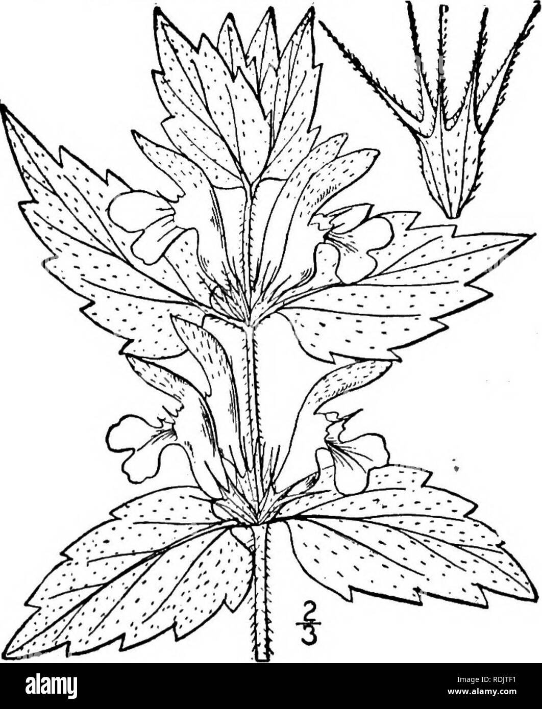 . An illustrated flora of the northern United States, Canada and the British possessions, from Newfoundland to the parallel of the southern boundary of Virginia, and from the Atlantic Ocean westward to the 102d meridian. Botany; Botany. Lamium hybridum Vill., occasionally found in waste and cultivated grounds, introduced from Europe, differs by its more deeply and incisely toothed leaves. 3. Lamium maculatum L. Spotted Dead Nettle. Variegated Dead Nettle. Fig. 3612. L. maculatum L. Sp. PI. Ed. 2, 809. 1763. Perennial, somewhat pubescent; stems mostly slender, commonly branched, de- cumbent or  Stock Photo