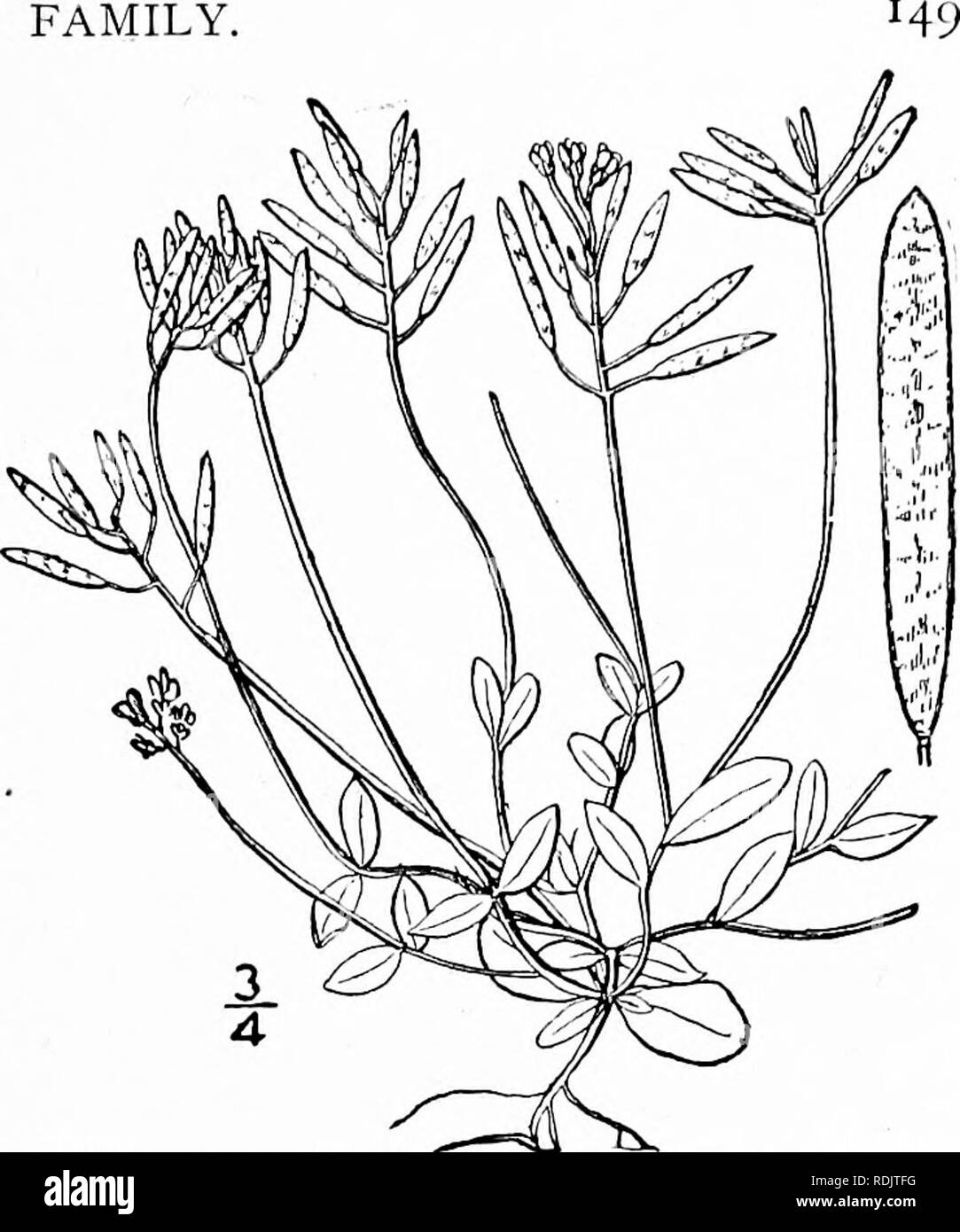 . An illustrated flora of the northern United States, Canada and the British possessions, from Newfoundland to the parallel of the southern boundary of Virginia, and from the Atlantic Ocean westward to the 102d meridian. Botany; Botany. Genus i. MUSTARD FAMILY. 2. Draba caroliniana Walt. Carolina Whitlow-grass. Fig. 1998. Draba caroliniana Walt. Fl, Car. 174. 1788. Draba hispidiila Michx, Fl. Bor. Am. 2 : 28. 180,3. Draba caroliniana inicrantlia A. Gray, Man. Ed, 5, 72. 1867. Draba micrantha Nutt.; T. &amp; G. Fl. N. A. i: 109. 1838. Winter-annual, the flowering scapes I'-s' liigh from a short Stock Photo