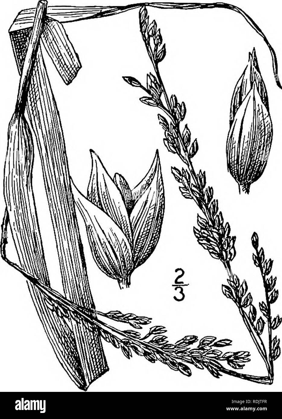 . An illustrated flora of the northern United States, Canada and the British possessions, from Newfoundland to the parallel of the southern boundary of Virginia, and from the Atlantic Ocean westward to the 102d meridian. Botany; Botany. Genus 17. GRASS FAMILY. 141 11. Panicum amarulum Hitchc. &amp; Chase. South- ern Sea-beach Grass. Bitter Panic. Fig. 321. Panicum amarulum Hitchc. &amp; Chase, Contr. U. S. Nat. Herb. 15: 96. 1910. Smooth and glabrous, glaucous, the tufted culms ij°-4i° tall; sheaths overlapping; blades 6'-i° long, 3&quot;-6&quot; wide, long-acuminate, thick and leathery, invol Stock Photo