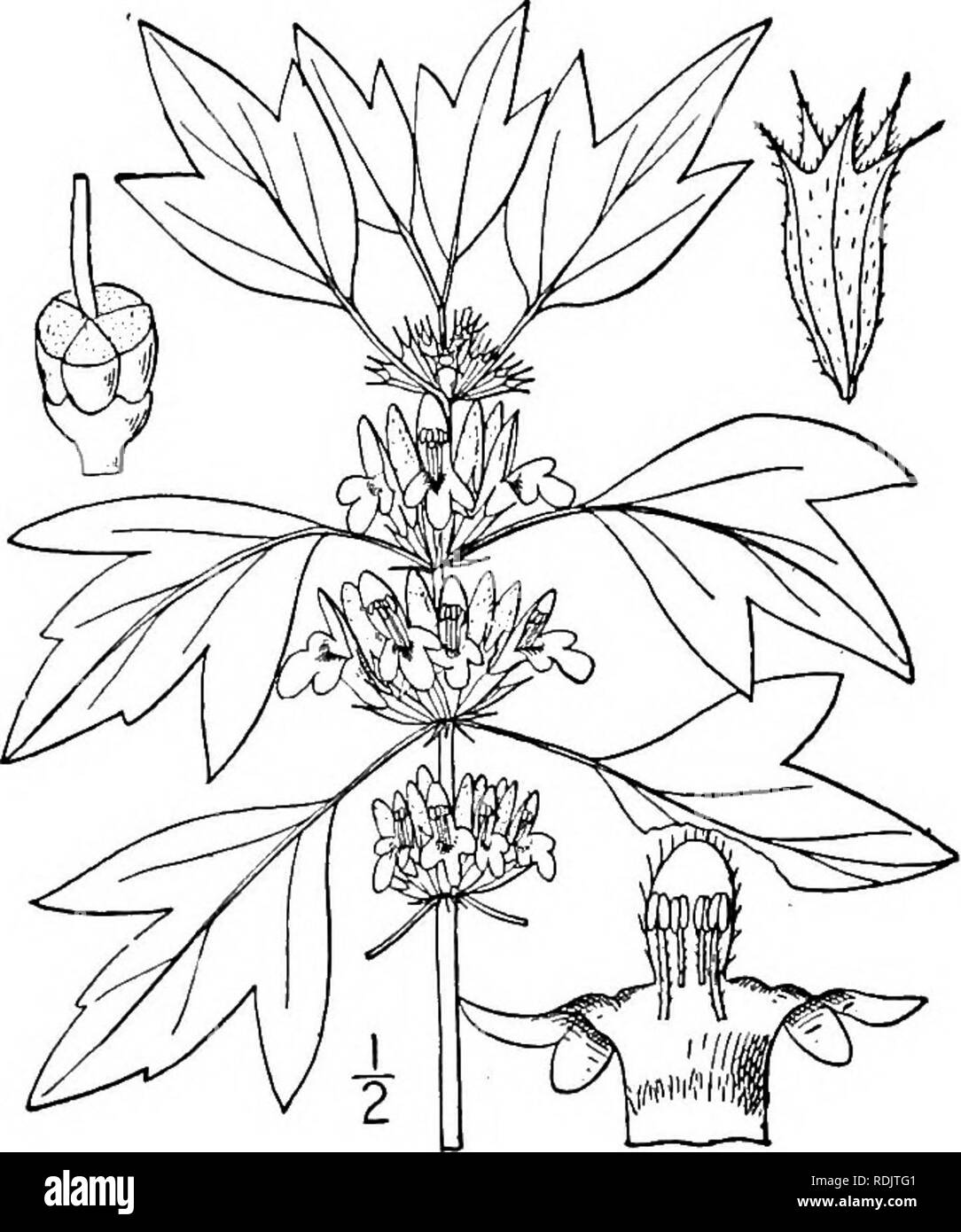 . An illustrated flora of the northern United States, Canada and the British possessions, from Newfoundland to the parallel of the southern boundary of Virginia, and from the Atlantic Ocean westward to the 102d meridian. Botany; Botany. 120 LABIATAE. Vol. III.. i. Leonurus Cardiaca L. Motherwort. Fig. 3607. Leonurus Cardiaca L. Sp. PI. 584. 1753. Perennial, puberulent; stem rather stout, strict, commonly branched, 2°-s° tall, the branches straight and ascending. Leaves membranous, slender-petioled, the lower nearly orbicular, pal- ma tely 3-5-cleft, 2-4' broad, the lobes acumi- nate, incised o Stock Photo