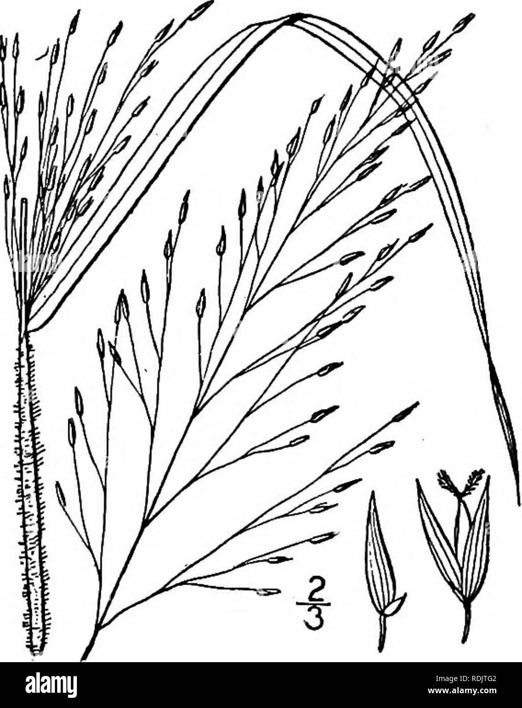 . An illustrated flora of the northern United States, Canada and the British possessions, from Newfoundland to the parallel of the southern boundary of Virginia, and from the Atlantic Ocean westward to the 102d meridian. Botany; Botany. 10. Panicum miliaceum L.. Please note that these images are extracted from scanned page images that may have been digitally enhanced for readability - coloration and appearance of these illustrations may not perfectly resemble the original work.. Britton, Nathaniel Lord, 1859-1934; Brown, Addison, 1830-1913. New York, Scribner Stock Photo