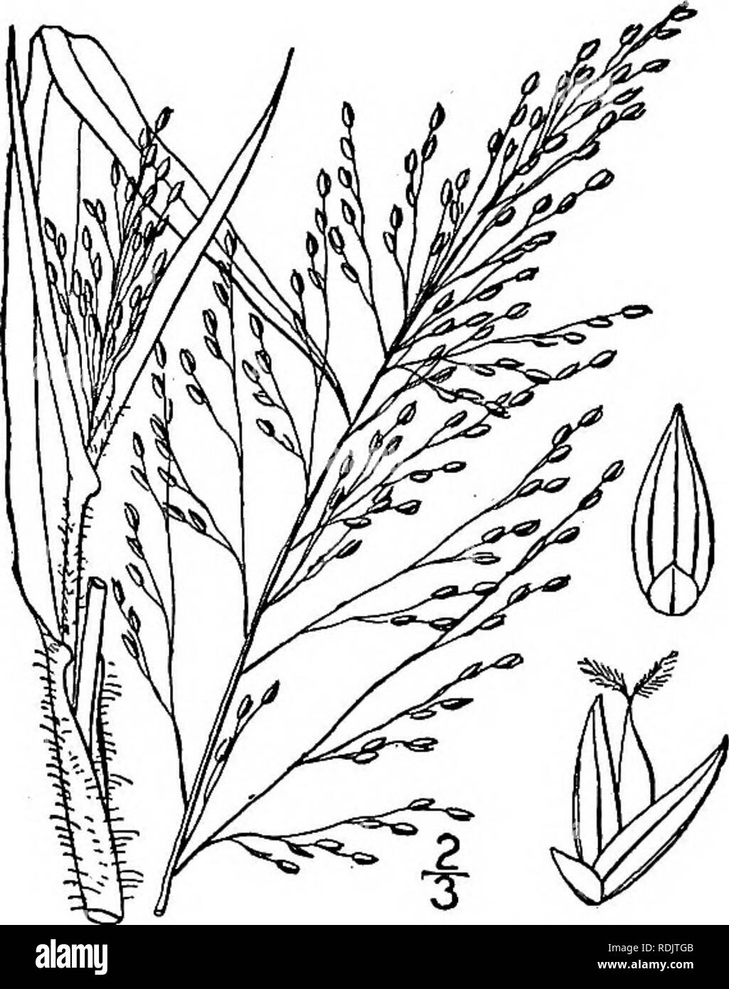 . An illustrated flora of the northern United States, Canada and the British possessions, from Newfoundland to the parallel of the southern boundary of Virginia, and from the Atlantic Ocean westward to the 102d meridian. Botany; Botany. 6. Panicum barbipulvinatum Nash. Barbed Witch-grass. Fig. 316. Panicum barbipulvinatum Nash ; Rydb. Mem. N. Y. Bot. Gard. 1: 21. 1900. Annual. Culms 8-18' tall, smooth and gla- brous; sheaths papillose-hispid with spreading hairs; blades up to 5' long, 2&quot;-$&quot; wide, lanceo- late, hirsute; panicle occupying usually more than i of the plant, much-exserted Stock Photo