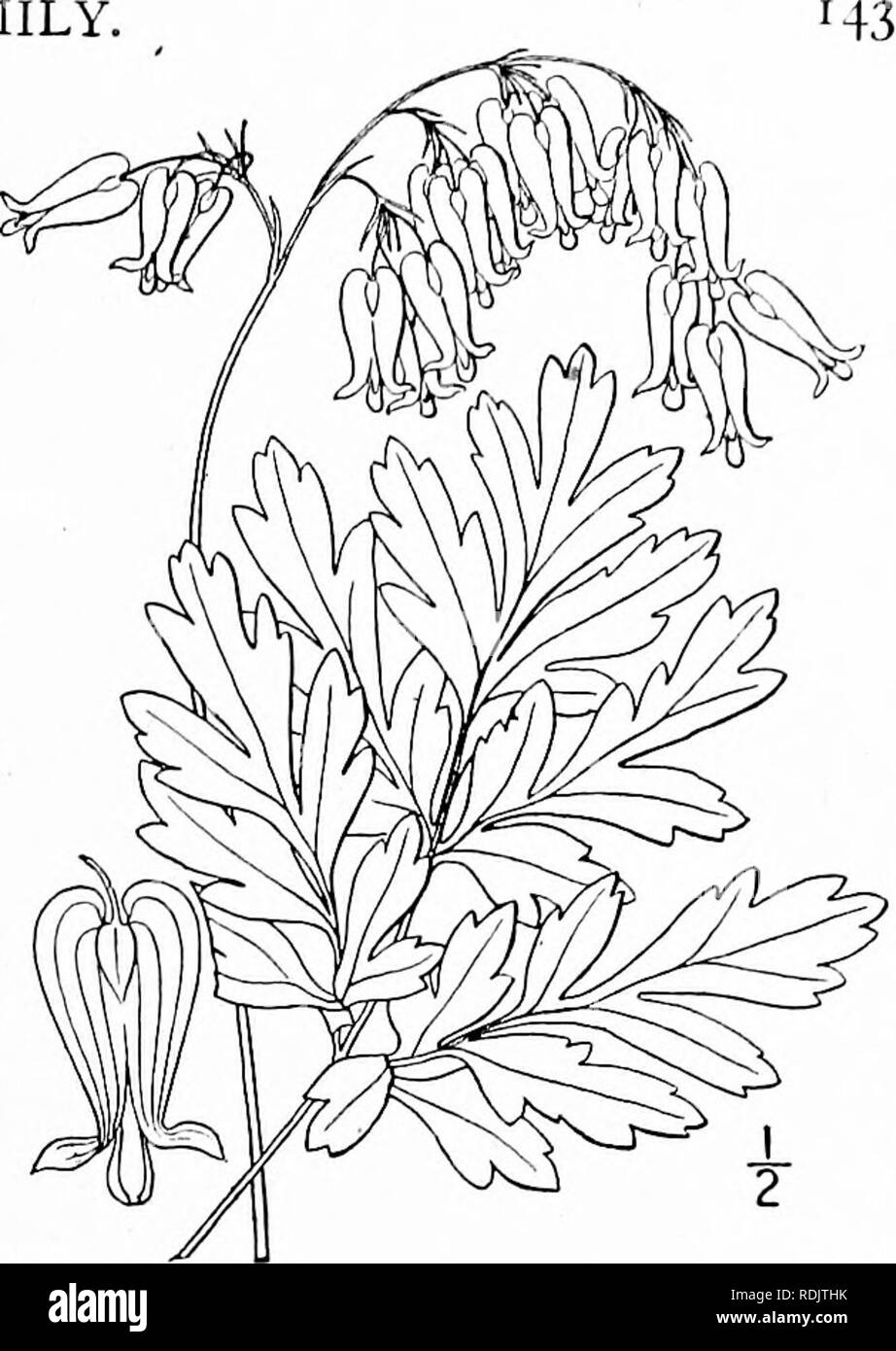 . An illustrated flora of the northern United States, Canada and the British possessions, from Newfoundland to the parallel of the southern boundary of Virginia, and from the Atlantic Ocean westward to the 102d meridian. Botany; Botany. Genus FUiMEWORT FAMILY,. 3. Bicuculla eximia (Ker) Millsp. Wild Bleeding-heart. Fig. 1987. Fumaria eximia Ker, Bot. Reg. i : pi. so. 1815. Diclytra eximia DC. Syst. 2: 109. 1821. Dicentra eximia Torr. Fl. N. Y. i: 46. 1843. Bicuculla eximia Millsp. Bull. West Va. Agric. Exp. Sta. 2: 327. 1892. Glabrous, somewhat glaucous, weak, io'-2° high; rootstock scaly. Lea Stock Photo