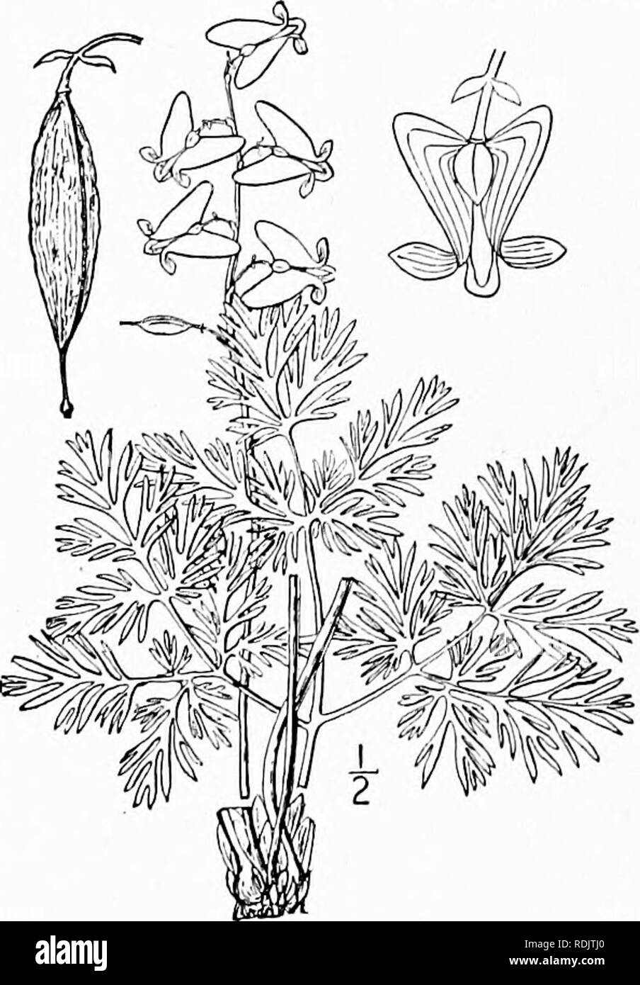 . An illustrated flora of the northern United States, Canada and the British possessions, from Newfoundland to the parallel of the southern boundary of Virginia, and from the Atlantic Ocean westward to the 102d meridian. Botany; Botany. 142 FUMARIACEAE. Vol. H. capsule, or 1-seeded and indehiscent. Seeds with a minute embrjo in fleshy endosperm. Five genera and about 170 species, natives of the north temperate zone and southern Africa. Each of the 2 outer petals spurred at the base. Corolla deeply cordate at base; petals slightly coherent. i. Bicuciilla. Corolla rounded or slightly cordate ; p Stock Photo