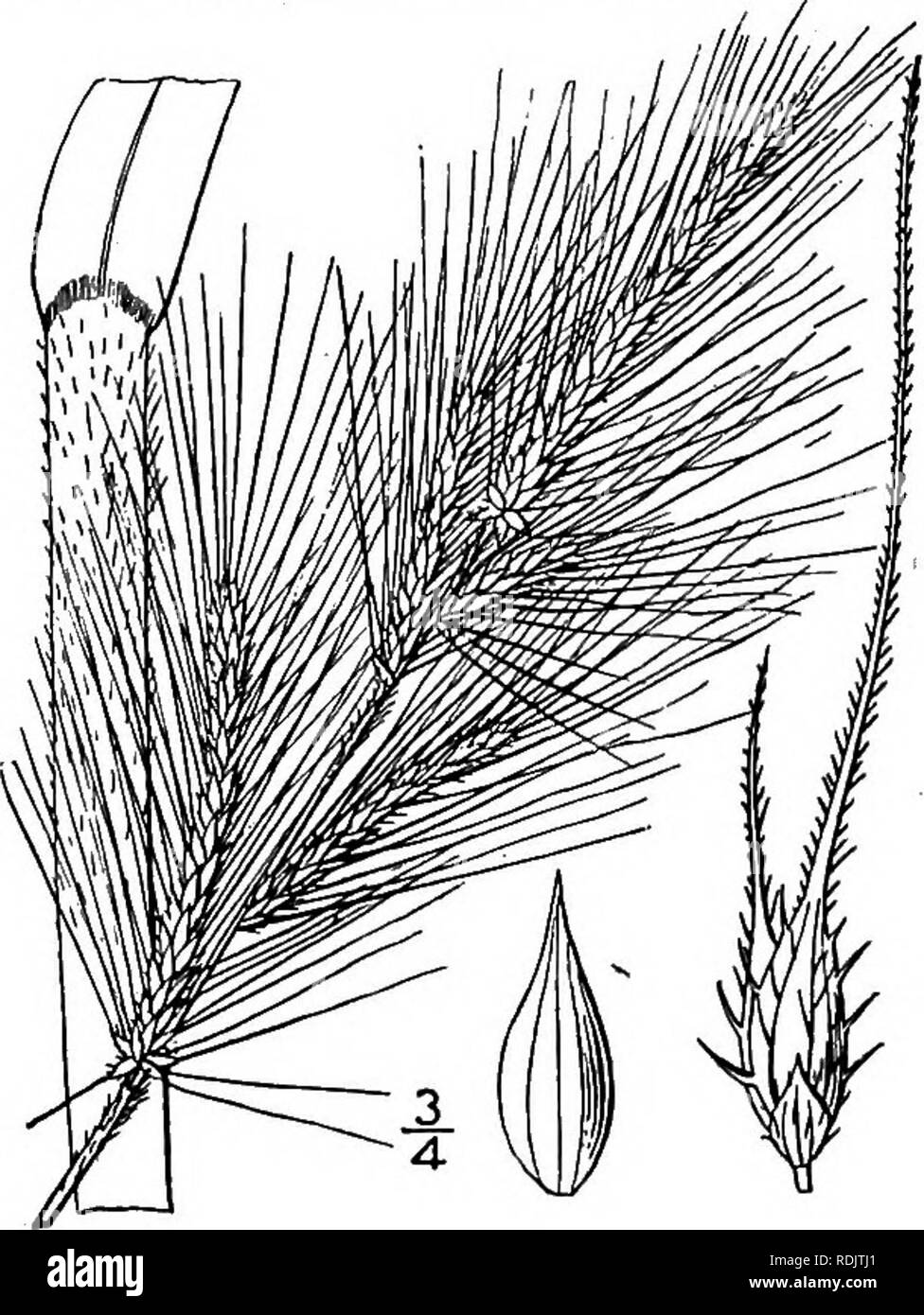 . An illustrated flora of the northern United States, Canada and the British possessions, from Newfoundland to the parallel of the southern boundary of Virginia, and from the Atlantic Ocean westward to the 102d meridian. Botany; Botany. GRAMINEAE. Vol. I. 2. Echinochloa colona (L.) Link. Jungle Rice. Fig. 309. Panicum colonum L. Syst. Ed. 10, 870. 1759- Panicum Walteri Ell. Bot. S. C. &amp; Ga. 1: 115. 1817. Not Pursh, 1814. Echinochloa colona Link, Hort. Berol. 2: 209. 1833. Culms tufted, smooth and glabrous, 6'-2i° tall, often decumbent and rooting at the lower nodes. Sheaths com- pressed, u Stock Photo