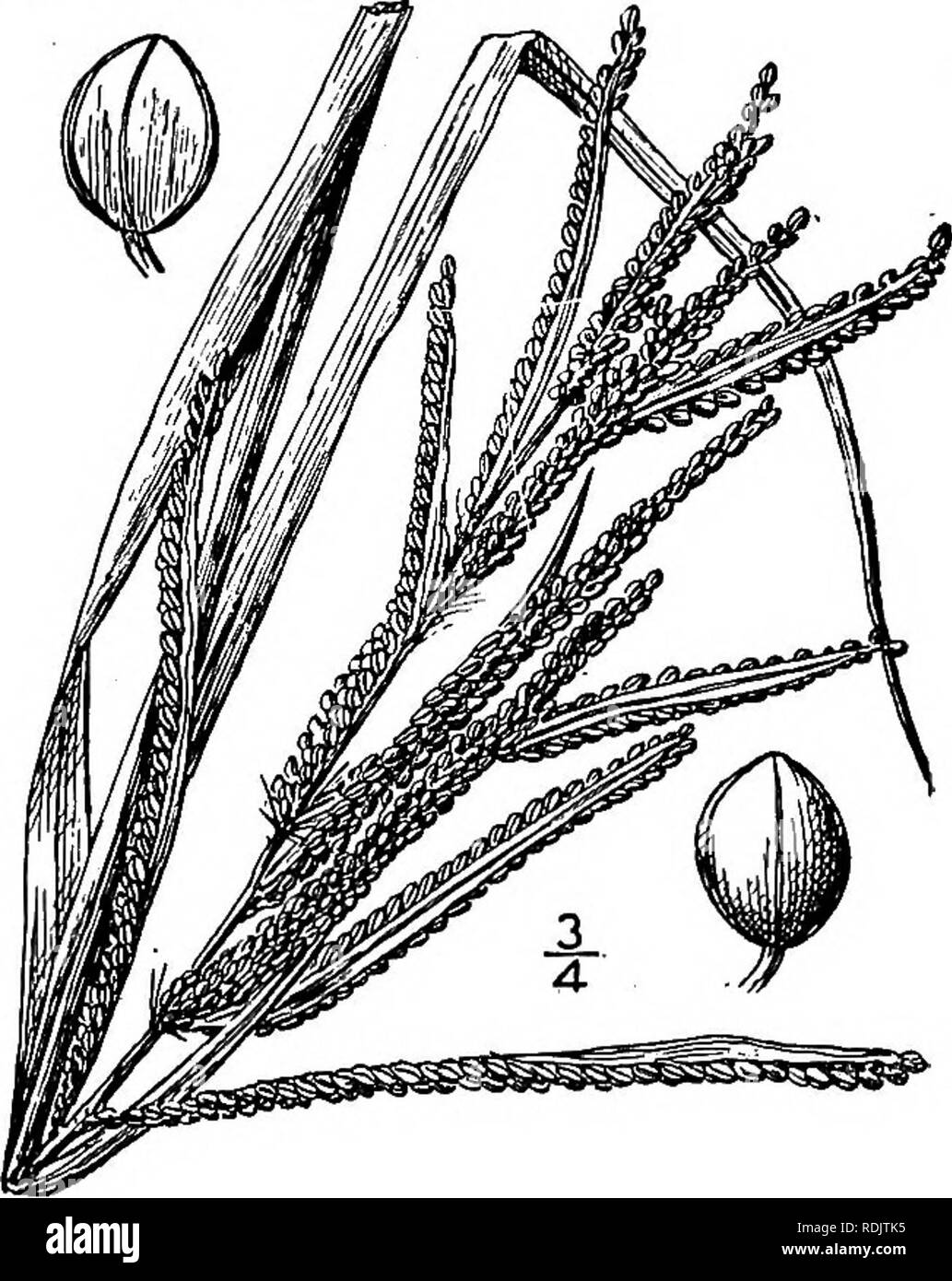 . An illustrated flora of the northern United States, Canada and the British possessions, from Newfoundland to the parallel of the southern boundary of Virginia, and from the Atlantic Ocean westward to the 102d meridian. Botany; Botany. 15. Paspalum laeviglume Scribn. Smooth- scaled Paspalum. Fig. 302. Paspalum remotum glabrum Vasey, Bull. Torrey Club 13: 166. 1886. Not P. glabrum Poir. 1804. Paspalum pubiflorum glabrum Vasey; Scribn. Bull. Tenn. Exp. Sta. 7: 32. 1894. Paspalum laeviglume Scribn.; Nash, in Small, Fl. SE. U. S. 75- 1903- A stout glabrous perennial, usually rooting at the lower  Stock Photo