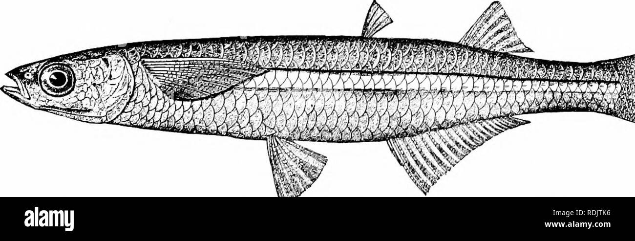 . A guide to the study of fishes. Fishes; Zoology; Fishes. Fig. 170.—Pescado bianco, Chirostoma humboldtianum. (Val.). Lake Chaleo, City of Mexico. nearly all different from these was obtained by Dr. Seth E. Meek in the lake of Patzcuaro, farther south. In this lake were found Ch. attenuatum, Ch. patzcuaro, Ch. humboldtianum, Ch. grandocule, and Cli. estor. The lake of Zirahuen, near Chapala, contains Ch. estor and Ch. zirahuen. Still another species, Ch. jordani, is found about the city of Mexico, Avhere it is sold baked in corn-husks. Along the coasts of Peru,-Chile, and Argentina is found s Stock Photo