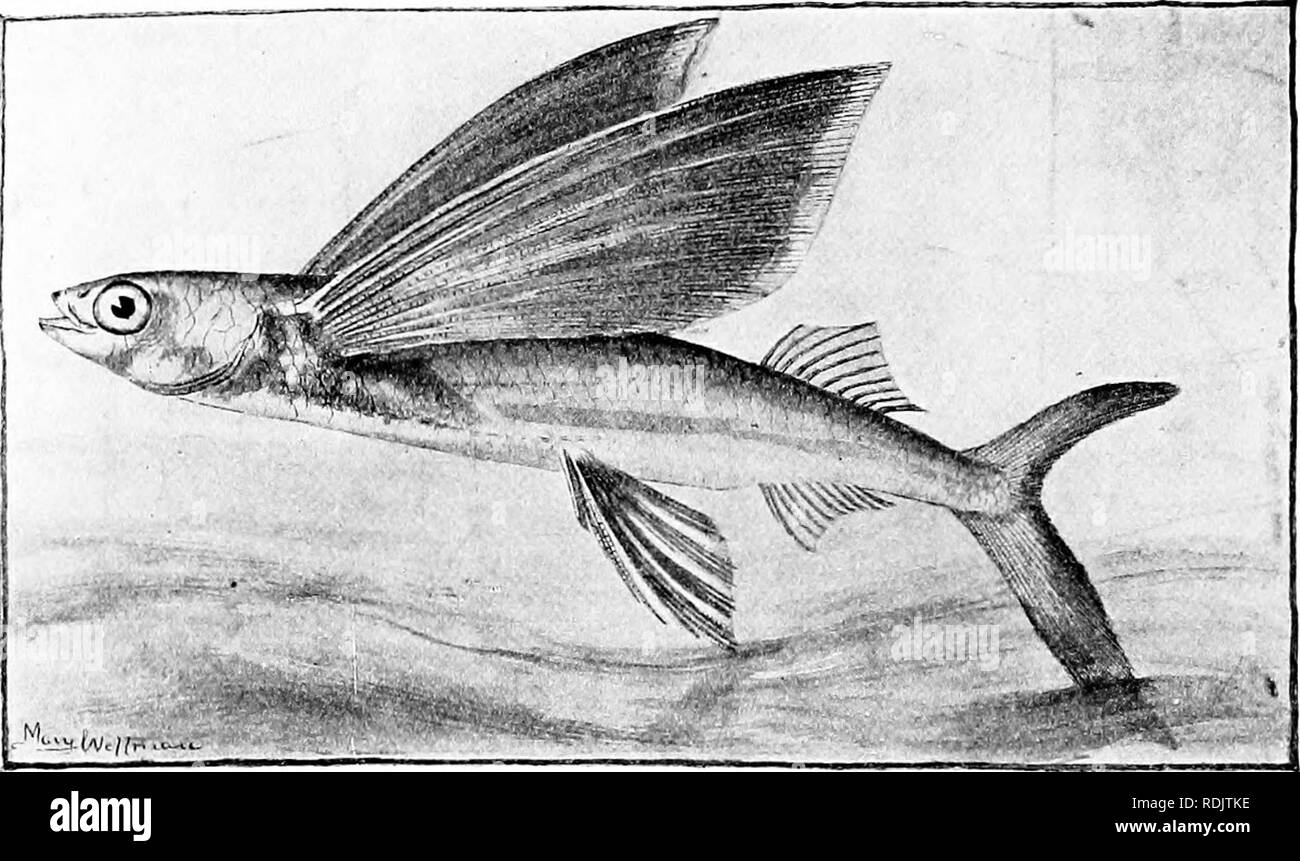 . A guide to the study of fishes. Fishes; Zoology; Fishes. 214 Acanthopterygii; Synentognathi with short ventral fins not used for flight. It is perhaps the most widely distributed of all, ranging through almost all warm seas. Parexoccetus brachypterus, still smaller, and with shorter, grasshopper-like wings, is also very widely distributed. An ex- cellent account of the flying-fishes of the world has been given by Dr. C. F. Liitken (1876), the University of Copenhagen,. Fig. 169.—Catalina Flying-fish, Cypselurus californicus (Cooper). Santa Barbara. which institution has received a remarkably Stock Photo