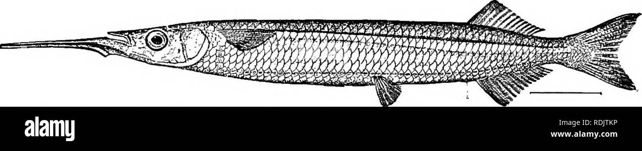 . A guide to the study of fishes. Fishes; Zoology; Fishes. Fig. 166.—Saury, Scombresox saurus (L.). Wood's Hole. vegetable feeders, but with much smaller teeth, and the lower jaw with a spear-like prolongation to which a bright-red mem- brane is usually attached. Of the halfbeaks there are several genera, all of the species swimming near the surface in schools and sometimes very swiftly. Some of them leap into the air and sail for a short distance like flying-fishes, with which group the halfbeaks are connected by easy gradations. The com-. FiG. 167.—Halfbeak, Hyporhamphus unifasciatus (Ranzan Stock Photo