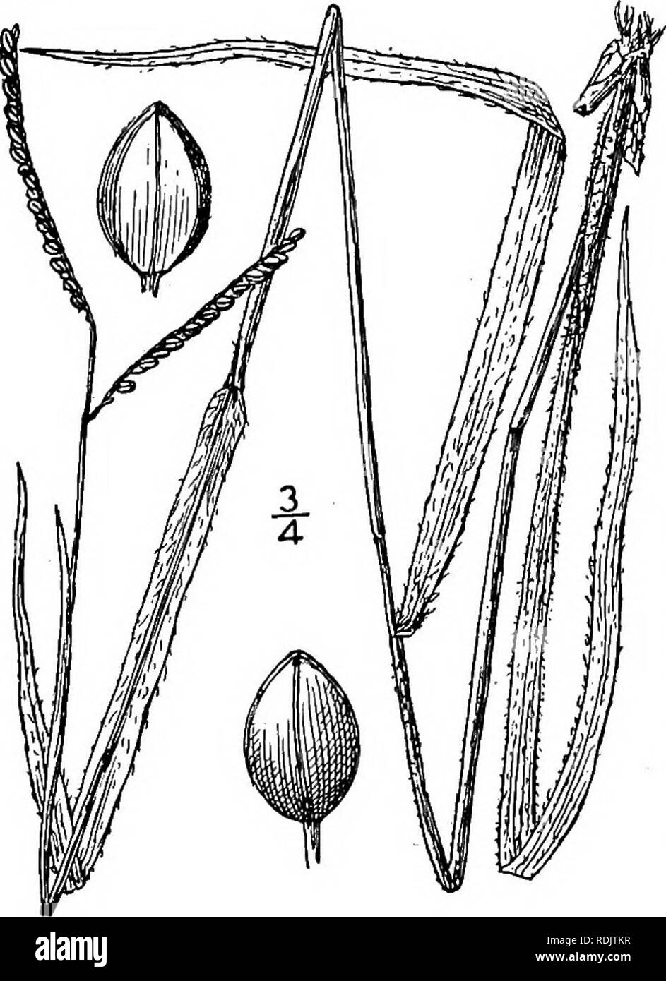 . An illustrated flora of the northern United States, Canada and the British possessions, from Newfoundland to the parallel of the southern boundary of Virginia, and from the Atlantic Ocean westward to the 102d meridian. Botany; Botany. GRAMINEAE. Vol. I. 12. Paspalum laeve Michx. Fig. 299. Paspalum laeve Michx. Fl. Bor. Am. 1: 44. 1803. Paspalum angustifolium Le Conte, Journ. de Phys. 91: 285. 1820. Paspalum australe Nash, in Britton, Man. 1039. 1901. A nearly glabrous perennial, with flat leaf-blades and glabrous spikelets. Culms i°-3° tall; leaf- sheaths glabrous, or hirsute on the margins, Stock Photo