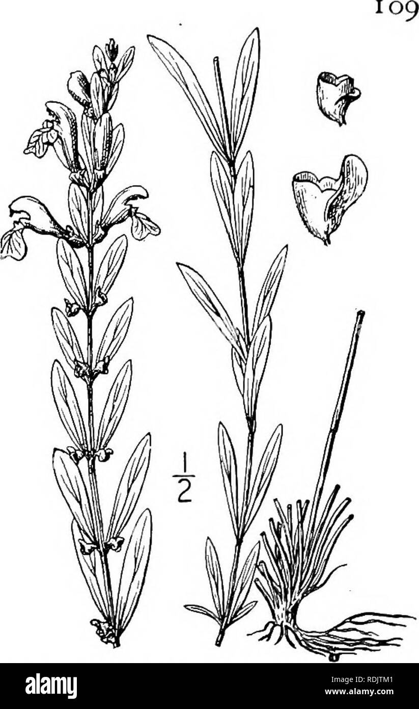 . An illustrated flora of the northern United States, Canada and the British possessions, from Newfoundland to the parallel of the southern boundary of Virginia, and from the Atlantic Ocean westward to the 102d meridian. Botany; Botany. 11. Scutellaria saxatilis Riddell. Rock Skullcap. Fig. 3585. 5. saxatilis Riddell, Suppl. Cat. PI. Ohio, 14. 1836. Perennial by filiform runners or stolons, glabrate or sparingly puberulent; stem slen- der, weak, ascending or reclining, simple or branched, 6'-2o' long. Leaves ovate, slender- petioled, thin, coarsely crenate, obtuse at the apex, cordate at the b Stock Photo