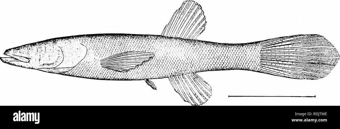 . A guide to the study of fishes. Fishes; Zoology; Fishes. The Scyphophori, Haplomi, and Xenomi 203 some other species of Chologaster. Of this species Mr. Garman and Mr. Eigenmann have given detailed accounts from some- what different points of view. Concerning the habits of the bUndfish {TrogUchthys rosce), Mr. Garman quotes the following from notes of Miss Ruth Hoppin, of Jasper County, Missouri: &quot;For about two weeks I have been watching a fish taken from a well. I gave him considerable water, changed once a day, and kept him in an uninhabitated place subject to as few changes of temper Stock Photo