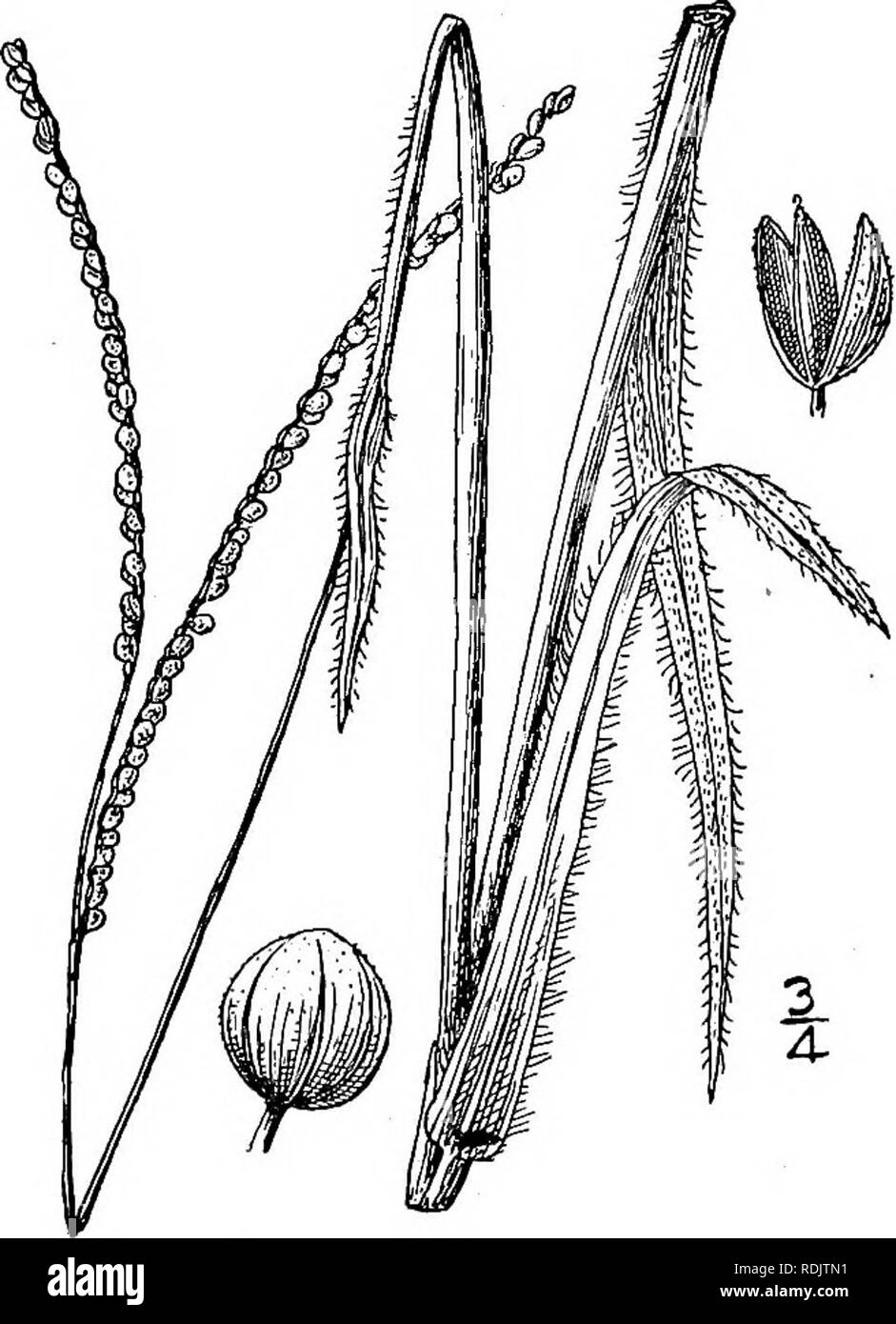 . An illustrated flora of the northern United States, Canada and the British possessions, from Newfoundland to the parallel of the southern boundary of Virginia, and from the Atlantic Ocean westward to the 102d meridian. Botany; Botany. 3. Paspalum longipedunculatum Le Conte. Long-stalked Paspalum. Fig. 290. Paspalum longipedunculatum Le Conte, Journ. de Phys. 91: 284. 1820. Paspalum ciliatifolium brevifolium Vasey, Proc. Phila. Acad. Sci. 1886: 285. 1886. Stems io'-2l° tall, leafy at the base. Sheaths gla- brous, excepting on the ciliate margin; blades 1-4' long, 2&quot;-4i&quot; wide, lanceo Stock Photo