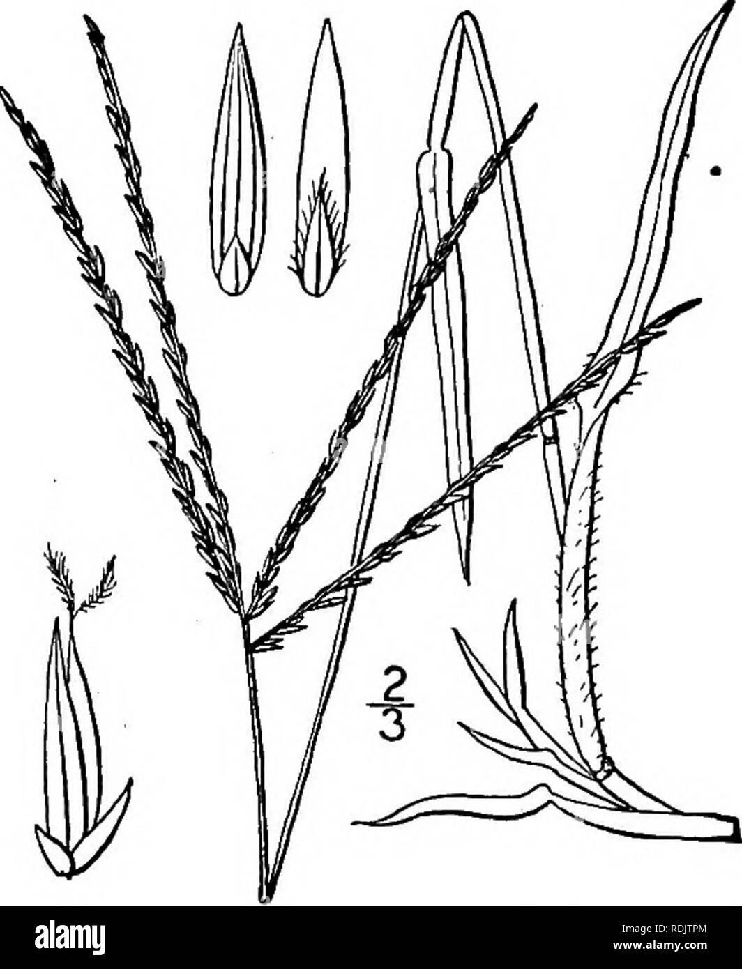 . An illustrated flora of the northern United States, Canada and the British possessions, from Newfoundland to the parallel of the southern boundary of Virginia, and from the Atlantic Ocean westward to the 102d meridian. Botany; Botany. 4. Syntherisma Ischaemum (Schreb.) Nash. Small Crab-grass. Fig. 281. Panicum lineare Krock. Fl. Sil. i : 95. 1787. Not L. Panicum Ischaemum Schreb.; Schweigger, Spec. Fl. Erlang. 16. 1804. Panicum glabrum Gaud. Agrost. 1: 22. 1811. Syntherisma linearis Nash, Bull. Torr. Club 22: 420. 1895. Syntherisma humifusum Rydb. Mem. N. Y. Bot. Gard. 1: 469. 1900. Syntheri Stock Photo