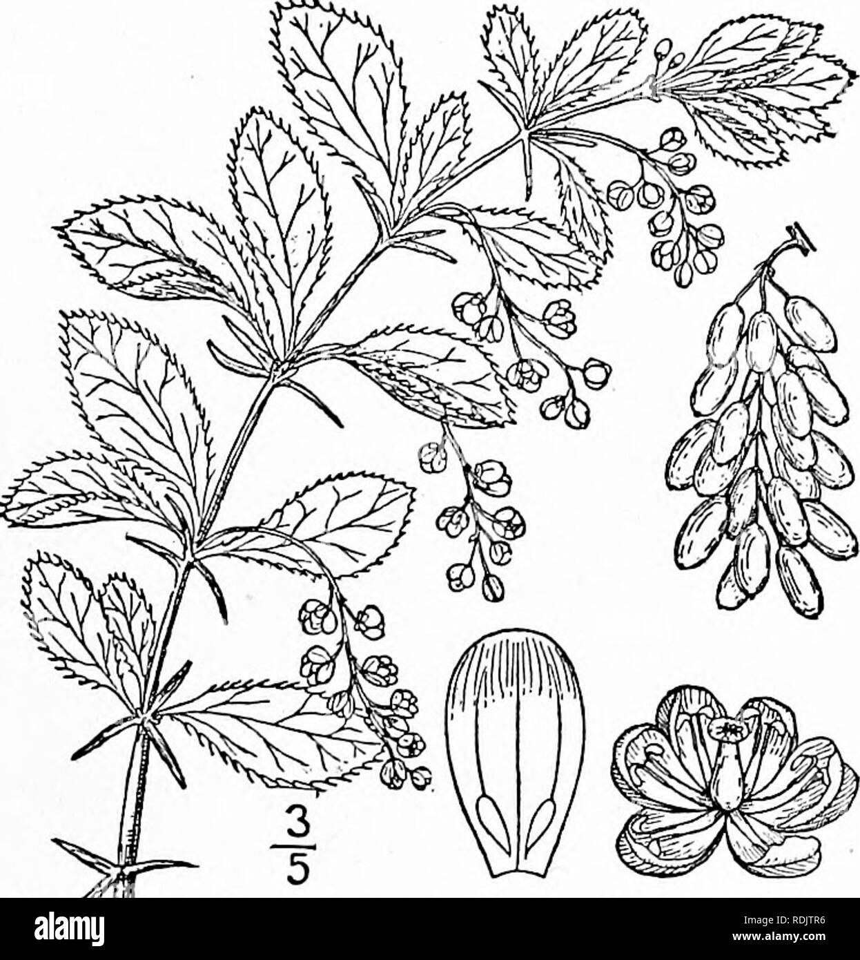 . An illustrated flora of the northern United States, Canada and the British possessions, from Newfoundland to the parallel of the southern boundary of Virginia, and from the Atlantic Ocean westward to the 102d meridian. Botany; Botany. peridge-bush. May-June. Jaundice-tree or -berry. Wood-sour. 2. Berberis canadensis Mill. American Barberry. Fig. 1956. B. canadensis Mill. Gard. Diet. Ed. 8, no. 2. 1768. Berberis vulgaris var. canadensis Ait. Hort. Kew. i: 479. 1789. A shrub, i°-6° high, with slender, reddish- brown branchlets. Leaves similar to those of B. vulgaris, but with more divergent an Stock Photo