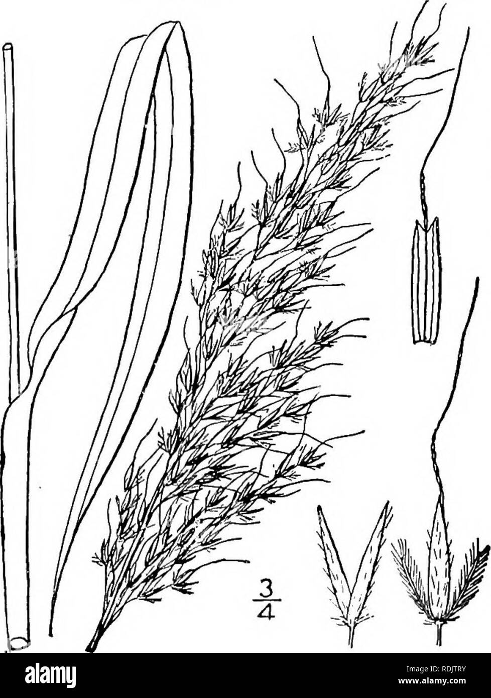. An illustrated flora of the northern United States, Canada and the British possessions, from Newfoundland to the parallel of the southern boundary of Virginia, and from the Atlantic Ocean westward to the 102d meridian. Botany; Botany. 120 GRAMINEAE. Vol. I. Awns 3 times as long as the spikelets or less; column straight, rarely geniculate. Awns 4-5 times as long as the spikelets, the column geniculate. nutans. Elliottii.. 1: 58. 1. Sorghastrum nutans (L.) Nash. Indian-grass. Fig. 274. Andropogon nutans L. Sp. PI. 1045. 1753. Andropogon avenaceum Michx. Fl. Bor. Am. 1803. Sorghum nutans A. Gra Stock Photo
