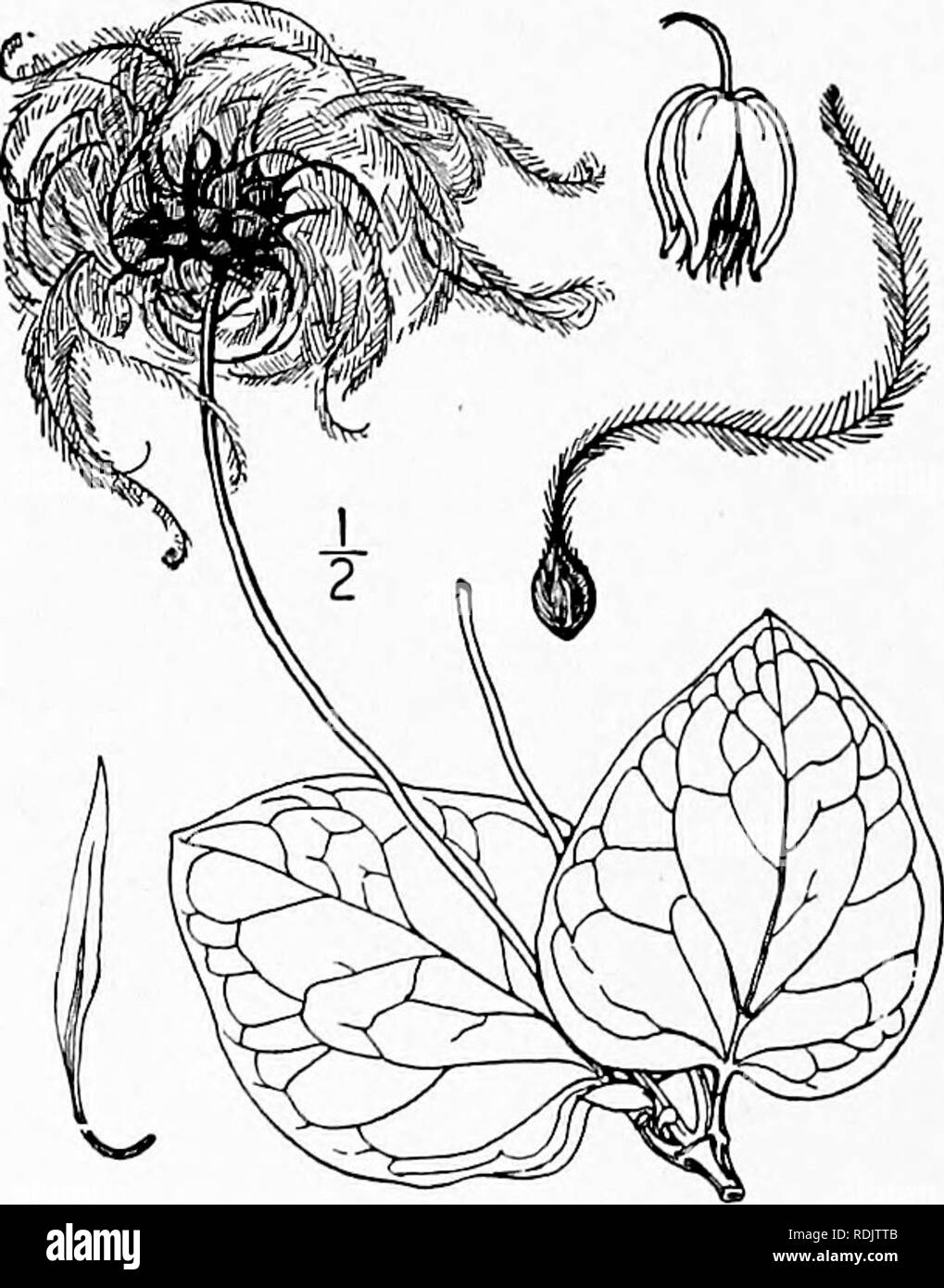 . An illustrated flora of the northern United States, Canada and the British possessions, from Newfoundland to the parallel of the southern boundary of Virginia, and from the Atlantic Ocean westward to the 102d meridian. Botany; Botany. 6. Viorna glaucophylla Small. Glaucous Leather-flower. Fig. 1949. Clematis glancophylla Small, Bull. Torr. Club 24: 337. 1897. Viorna glaucophylla Small, Fl. SE. U. S. 439. 1903. A red-stemmed vine up to 15° long. Leaves either simple and entire or lobed, or trifoliolate, ovate, 4' long or less, acute, acuminate or apiculate at the apex, mostly cordate or subco Stock Photo