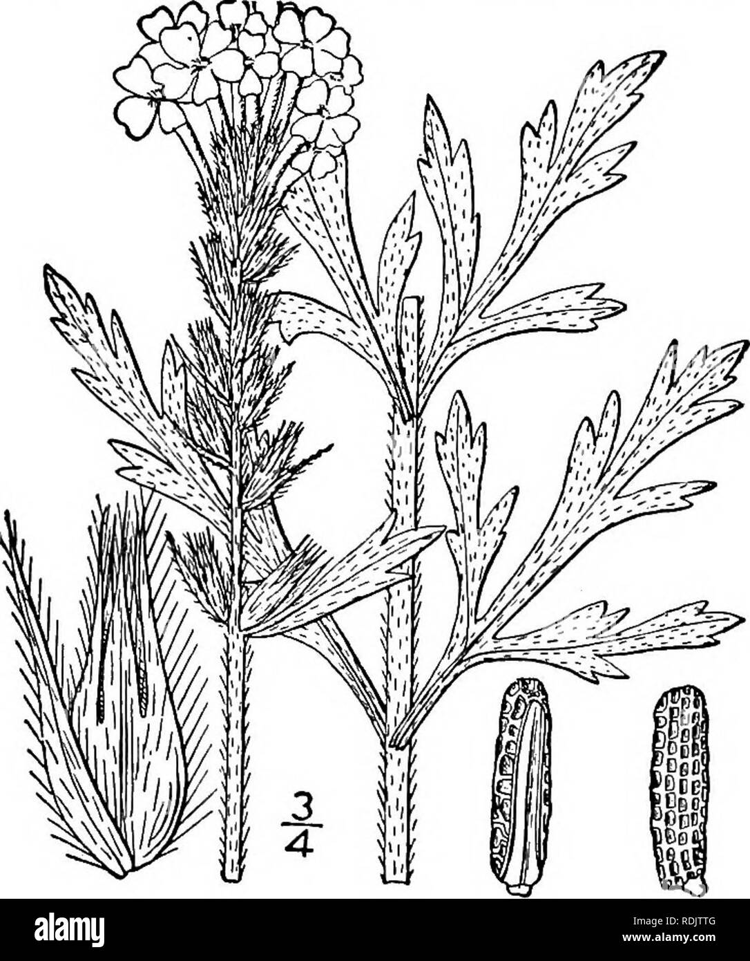 . An illustrated flora of the northern United States, Canada and the British possessions, from Newfoundland to the parallel of the southern boundary of Virginia, and from the Atlantic Ocean westward to the 102d meridian. Botany; Botany. Genus i. VERVAIN FAMILY. 97 7. Verbena canadensis (L.) Britton. Large-flowered Verbena. Fig. 3558. Buchnera canadensis L. Mant. 88. 1767. V. Aubletia Jacq. Hort. V. 2: 82. pi. 176. 1772. Clandularia carolinensis J. G. Gmel. Syst. 2: 920. 1796. Verbena canadensis Britton, Mem. Torr. Club 5: 276. 1894. Perennial, pubescent or glabrate; stem slen- der, usually bra Stock Photo