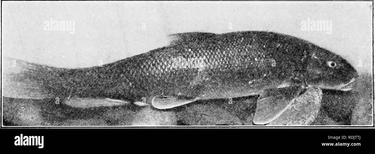 . A guide to the study of fishes. Fishes; Zoology; Fishes. Fig. 137.—Common Sucker, Catoslomus commersoni (Le Sueur). Ecorse, Micb. in the spring. Most of the other suckers belong to the genera Catostomus and Moxostoma, the latter with the large-toothed Placopharynx being known, from the red color of the fins, as. Fig. 138.—California Sucker, Catostomus occidentalis Agassiz. (Photograph by Cloudsley Rutter.) red-horse, the former as sucker. Some of the species are very widely distributed, two of them {Catostomus commersoni, Eri- m-yzon sucetta) being found in almost every stream east of the Ro Stock Photo