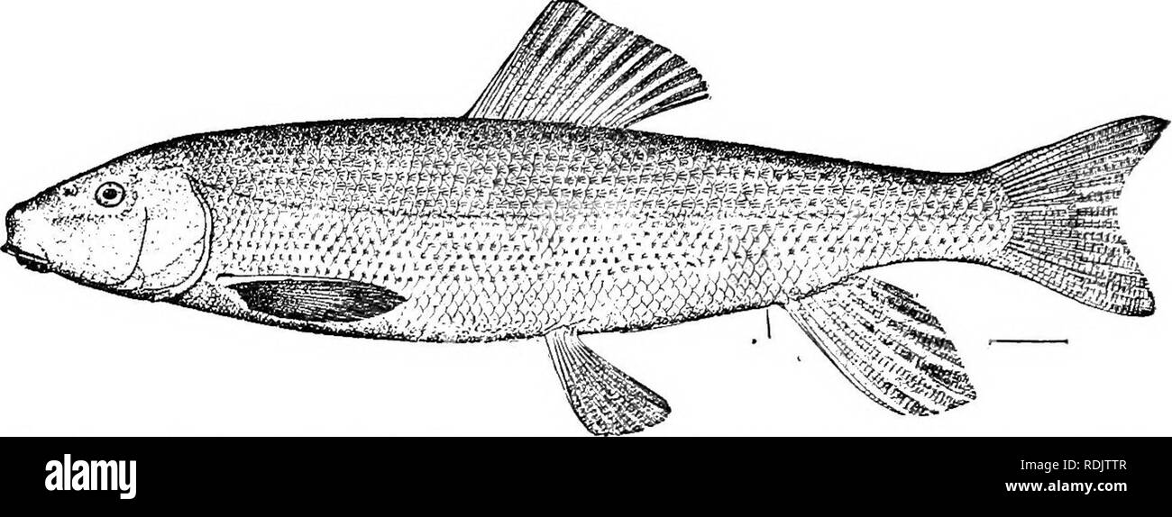 . A guide to the study of fishes. Fishes; Zoology; Fishes. 174 Series Ostariophysi body, and jet-black coloration, which comes up the smaller rivers tributary to the Mississippi and Ohio in large numbers. Fig. 137.—Common Sucker, Catoslomus commersoni (Le Sueur). Ecorse, Micb. in the spring. Most of the other suckers belong to the genera Catostomus and Moxostoma, the latter with the large-toothed Placopharynx being known, from the red color of the fins, as. Please note that these images are extracted from scanned page images that may have been digitally enhanced for readability - coloration an Stock Photo