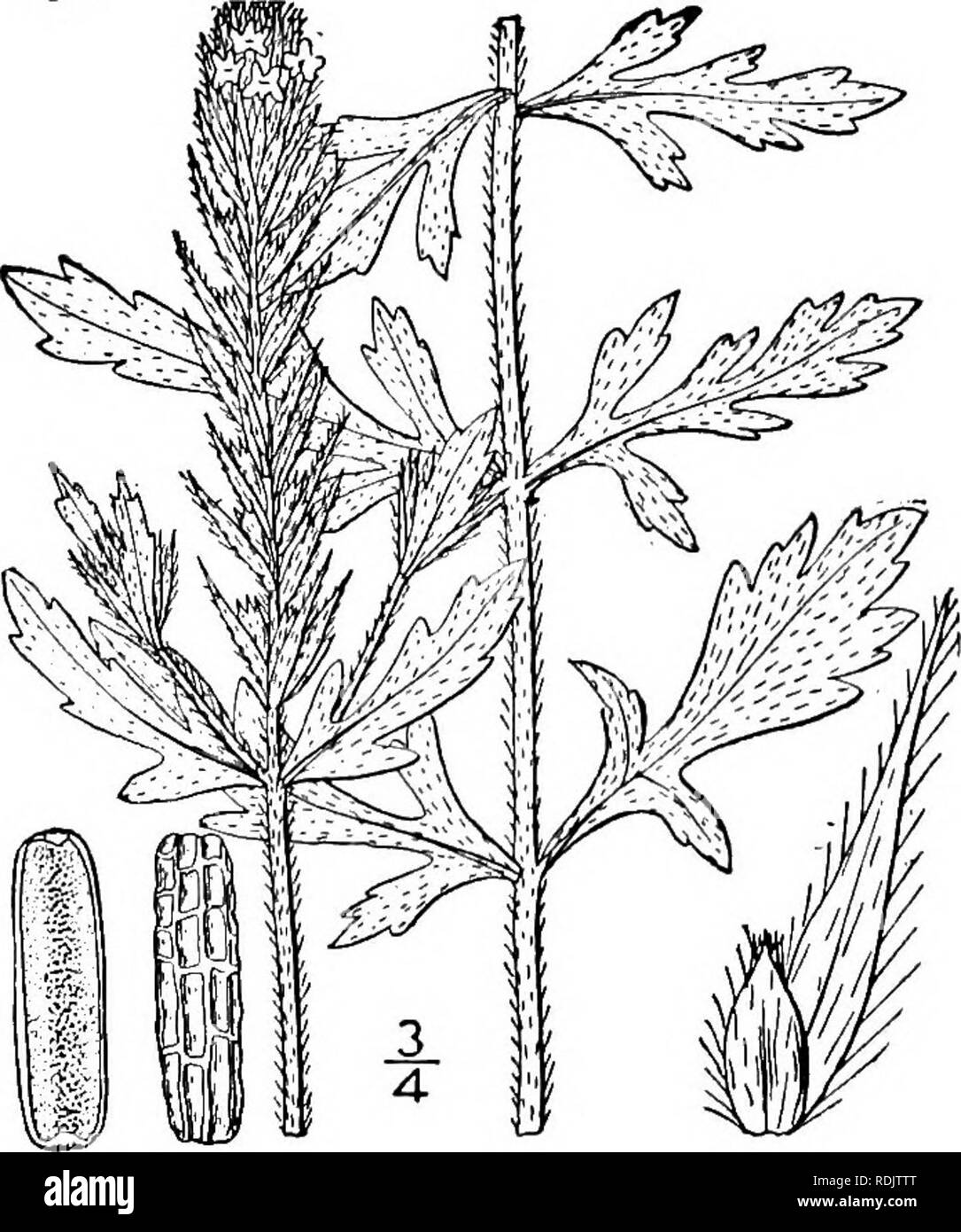 . An illustrated flora of the northern United States, Canada and the British possessions, from Newfoundland to the parallel of the southern boundary of Virginia, and from the Atlantic Ocean westward to the 102d meridian. Botany; Botany. VERBENACEAE. Vol. III. 4. Verbena angustifolia Michx. Narrow- leaved Vervain. Fig. 3555- V. angustifolia Michx. Fl. Bor. Am. 2: 14. 1803. Perennial, roughish-puberulent or pubescent; stem slender, simple or branched, 4-sided above, i°-2° high. Leaves linear, spatulate or lanceo- late, obtuse or subacute at the a'pex, cuneate at the base and tapering into short  Stock Photo