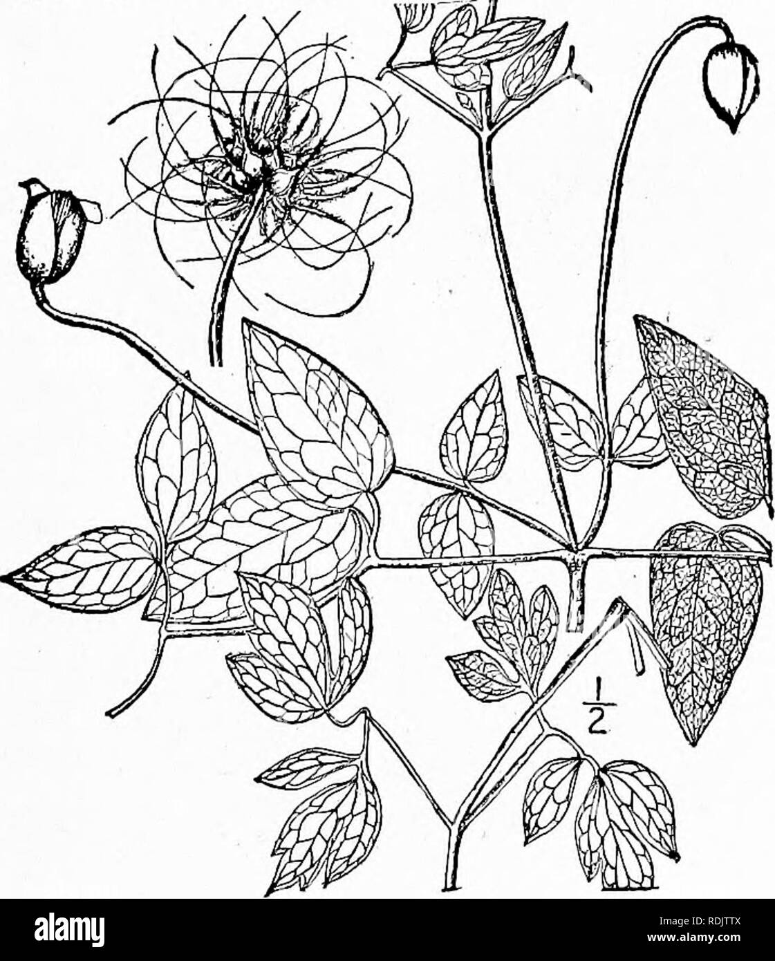. An illustrated flora of the northern United States, Canada and the British possessions, from Newfoundland to the parallel of the southern boundary of Virginia, and from the Atlantic Ocean westward to the 102d meridian. Botany; Botany. 3. Vioma Pitcheri (T. &amp; G.) Britton. Pitcher's Leather-flower. Fig. 1946. Clematis Pitcheri T. &amp; G. Fl. N. A. i: 10. 1838. V. Simsii Small, Fl. SE. U. S. 438. 1903. Not Clematis Simsii Sweet. A high climbing vine, the branches more or less pubescent. Leaves pinnate; leaflets entire, lobed or trifoliolate, thick, reticulated, generally mucronate; flowers Stock Photo