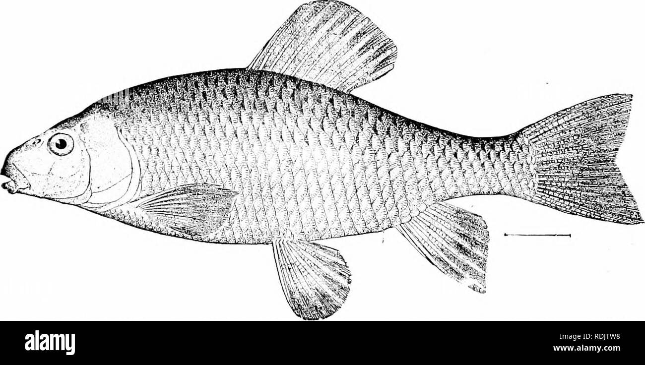 . A guide to the study of fishes. Fishes; Zoology; Fishes. 172 Series Ostariophysi occur in Cuba nor in any of the neighboring islands. The majority of the genera are restricted to the region east of the Rocky Mountains, altliough species of Catostomus, Chasmistes, Dcltistes, Xyraiidien, and Pantosteus are found in abundance in the Great Basin and the Pacific slope. In size the suckers range from six inches in length to about three feet. As food-fishes they are held in low esteem, the flesh of all being flavorless and excessively fuU of small bones. Most of them are sluggish fishes; they inhab Stock Photo