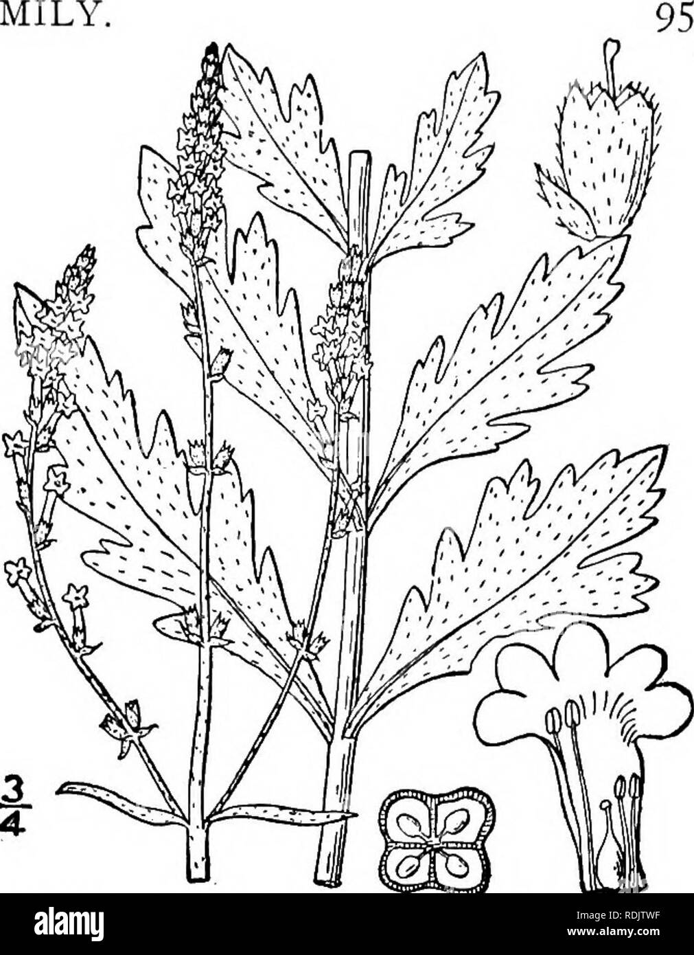 . An illustrated flora of the northern United States, Canada and the British possessions, from Newfoundland to the parallel of the southern boundary of Virginia, and from the Atlantic Ocean westward to the 102d meridian. Botany; Botany. Genus i. VERVAIN FAMILY, I. Verbena officinalis L. European Ver- vain. Herb-of-the-Cross. Berbine. Fig- 3552- Verbena officinalis L. Sp. PI. 20. 1753. Annual; stem 4-sided, slender, glabrous or nearly so, ascending or spreading, diffusely branched, 1 &quot;-3° high. Leaves minutely pubescent, the lower deeply incised or 1-2 pinnatifid, ovate, oblong, or obovate Stock Photo