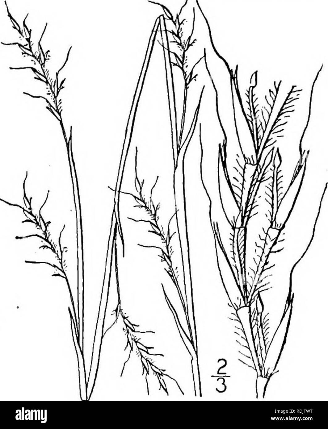 . An illustrated flora of the northern United States, Canada and the British possessions, from Newfoundland to the parallel of the southern boundary of Virginia, and from the Atlantic Ocean westward to the 102d meridian. Botany; Botany. Genus 5. GRASS FAMILY. long; plant glaucous, S. scoparium. the leaf-sheaths much 2. 5&quot;. littorale. 5. SCHIZACHYRIUM Nees, Agrost. Bras. 331. 1829. Annual or perennial grasses, tufted or from rootstocks, with flat or involute leaf-blades, and spikelike racemes, singly disposed, terminating the culm or its branches. Internodes of the articulated rachis cup-s Stock Photo