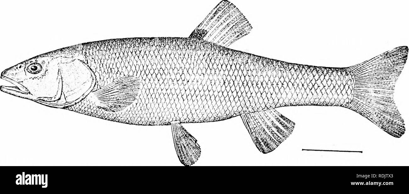 . A guide to the study of fishes. Fishes; Zoology; Fishes. i68 Series Ostariophysi gaster. Other European forms are the roach (Rutilus rutilus), the chub {Leuciscus cephalus), the dace {Leuciscus leuciscus),. Fig. 129.—Horned Dace, Semotdus atrnmaculaius (Mitohill). Aux Plaines Paver, Ills. Family Cyprinidce. the id (Idiis idus), the red-eye iScardinins erytliroptlialuins), and the tench (Tinea tinea). The tench is the largest of the European species, and its virtues with those of its more or less. Please note that these images are extracted from scanned page images that may have been digitall Stock Photo