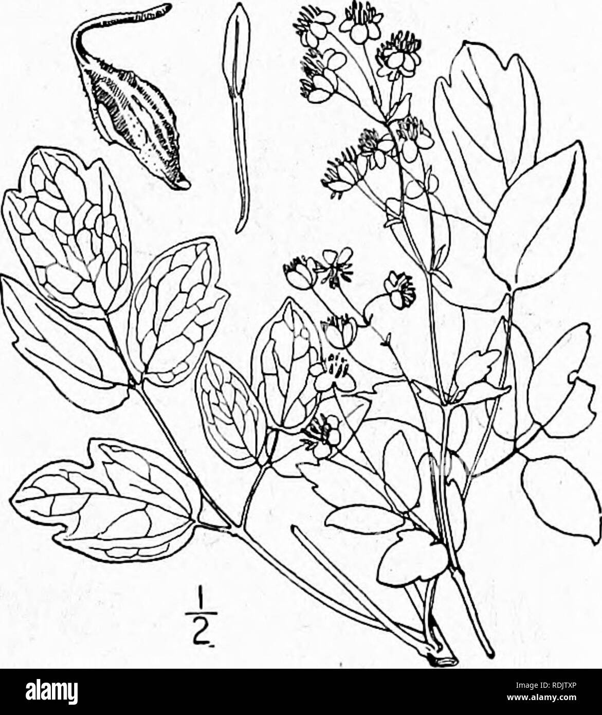 . An illustrated flora of the northern United States, Canada and the British possessions, from Newfoundland to the parallel of the southern boundary of Virginia, and from the Atlantic Ocean westward to the 102d meridian. Botany; Botany. 5. Thalictrum revolutum DC. Waxy Meadow-Rue. Fig. 1936. Thalictrum revolutnm DC. Syst. i: 173. 1818. A. Gray, Man. T, piirpiirascens var. ceriferinn Austin Ed. 5, 39. 1867. Stem mostly stout, often purplish, 3°-7'' high, glabrous or nearly so. Leaves 3-4-ternate, the lower petioled, the upper sessile or short petioled; leaflets firm in texture, ovate to obovate Stock Photo