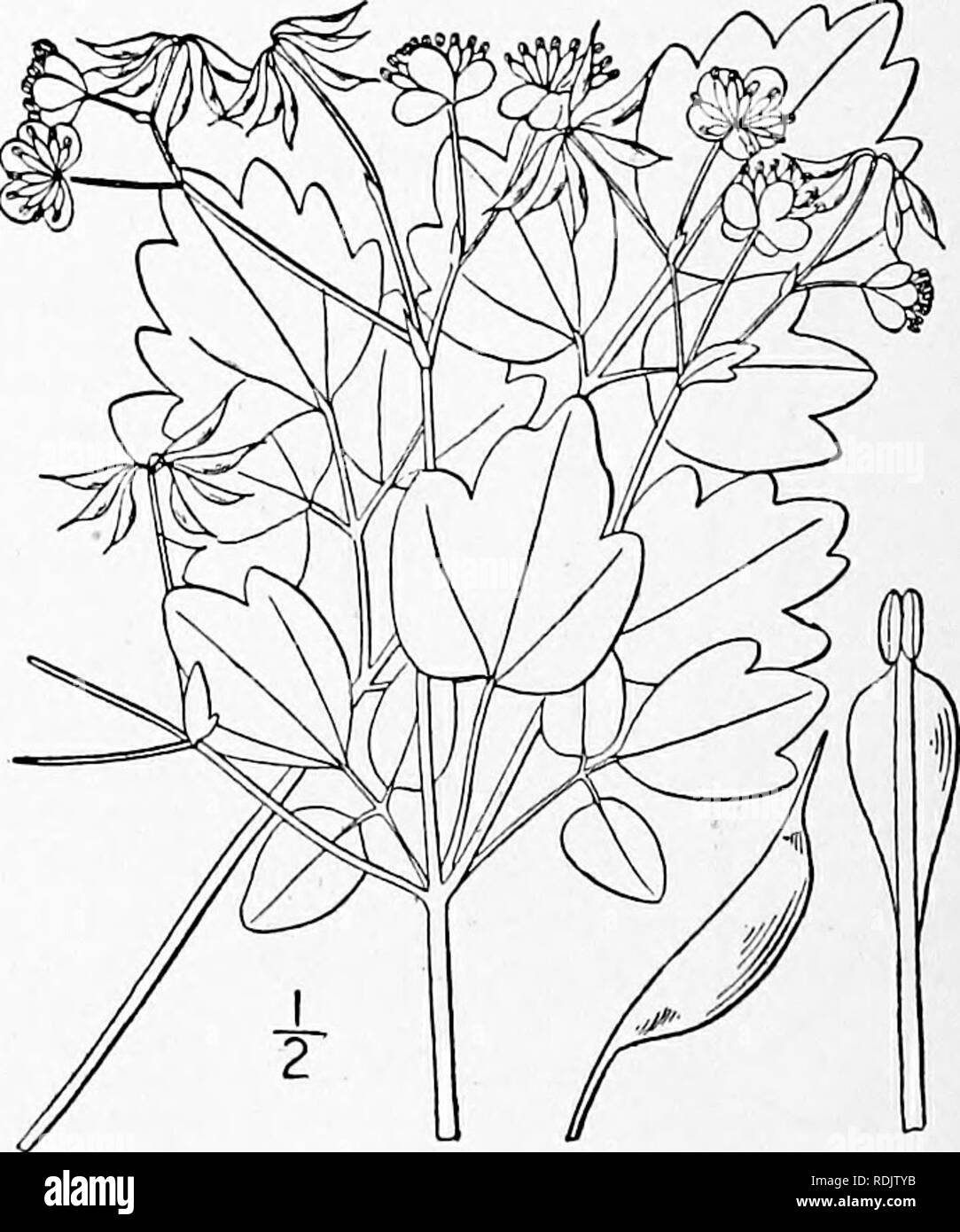 . An illustrated flora of the northern United States, Canada and the British possessions, from Newfoundland to the parallel of the southern boundary of Virginia, and from the Atlantic Ocean westward to the 102d meridian. Botany; Botany. I. Thalictrum alpinum L. Arctic or Dwarf Meadow-Rue. Fig. 1932. Thalictrum alpinum L. Sp. PI. 545. 1753. Smooth or slightly glandular, i'-i2' high. Leaves small, tufted at the summits of scaly rootstocks, biter- nate; the scapiform stem -leafless or i-leaved near the base; leaflets cuneate-obovate or orbicular, firm, 3-5- lobed at the apex, margins revolute; pa Stock Photo