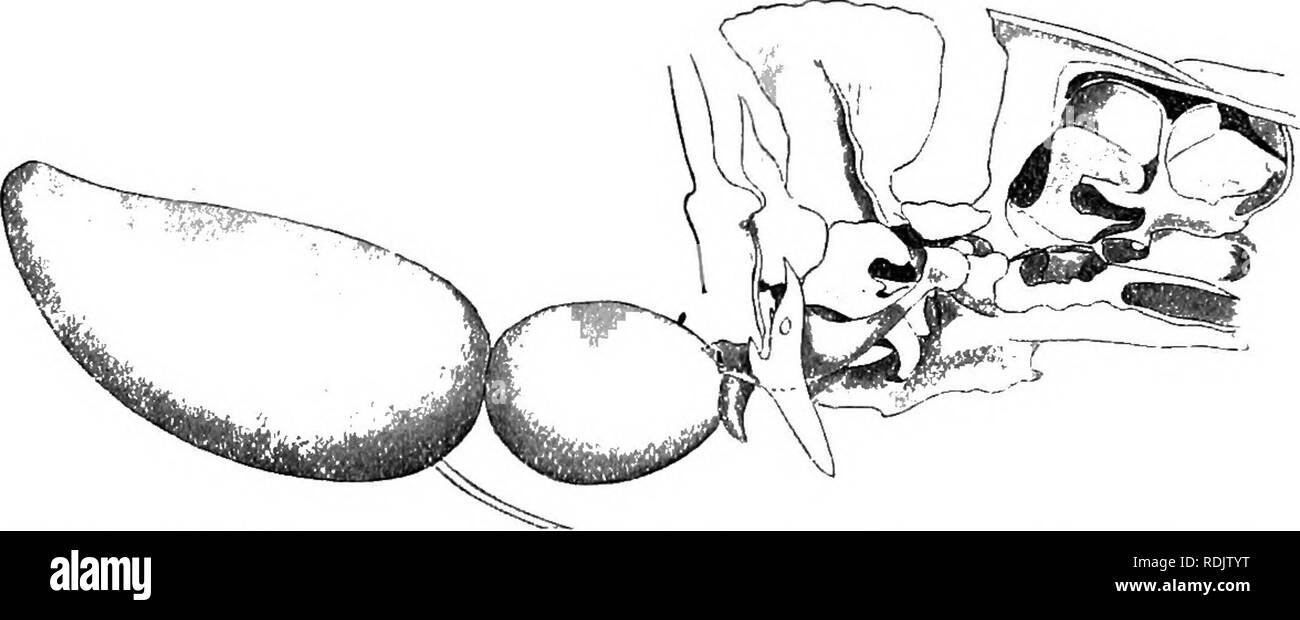 Ostariophysi Examples . A guide to the study of fishes. Fishes; Zoology; Fishes. Fig. 119 ...