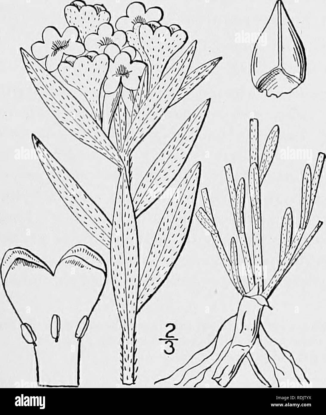 . An illustrated flora of the northern United States, Canada and the British possessions, from Newfoundland to the parallel of the southern boundary of Virginia, and from the Atlantic Ocean westward to the 102d meridian. Botany; Botany. 6. Lithospermum canescens (Michx.) Lehm. Hoary Puccoon. Fig. 3540. Batschia canescens Michx. Fl. Bor. Am. 1: 130. pi. 14. 1803. Lithospermum canescens Lehm. Asperif. 305. 1818. Perennial, hirsute, somewhat canescent, at least when young; stems solitary or clustered, simple or often branched, 6-18' high. Leaves oblong, linear-oblong, or linear, obtuse or acutish Stock Photo